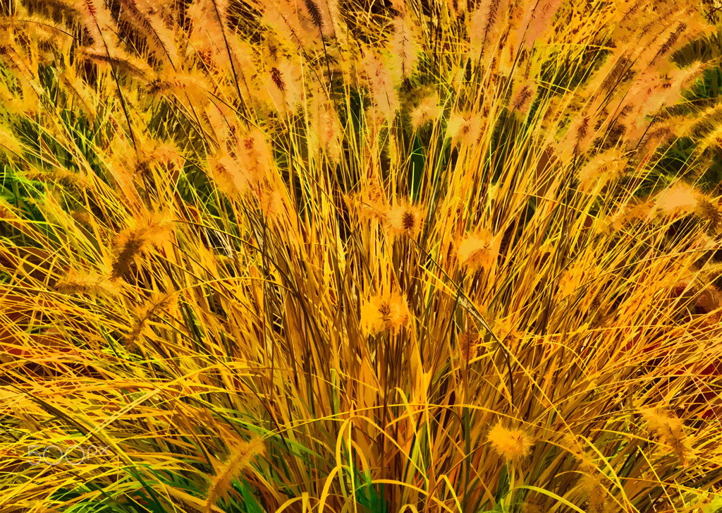 Olympus Zuiko Digital ED 12-60mm F2.8-4.0 SWD sample photo. Fall grasses photography