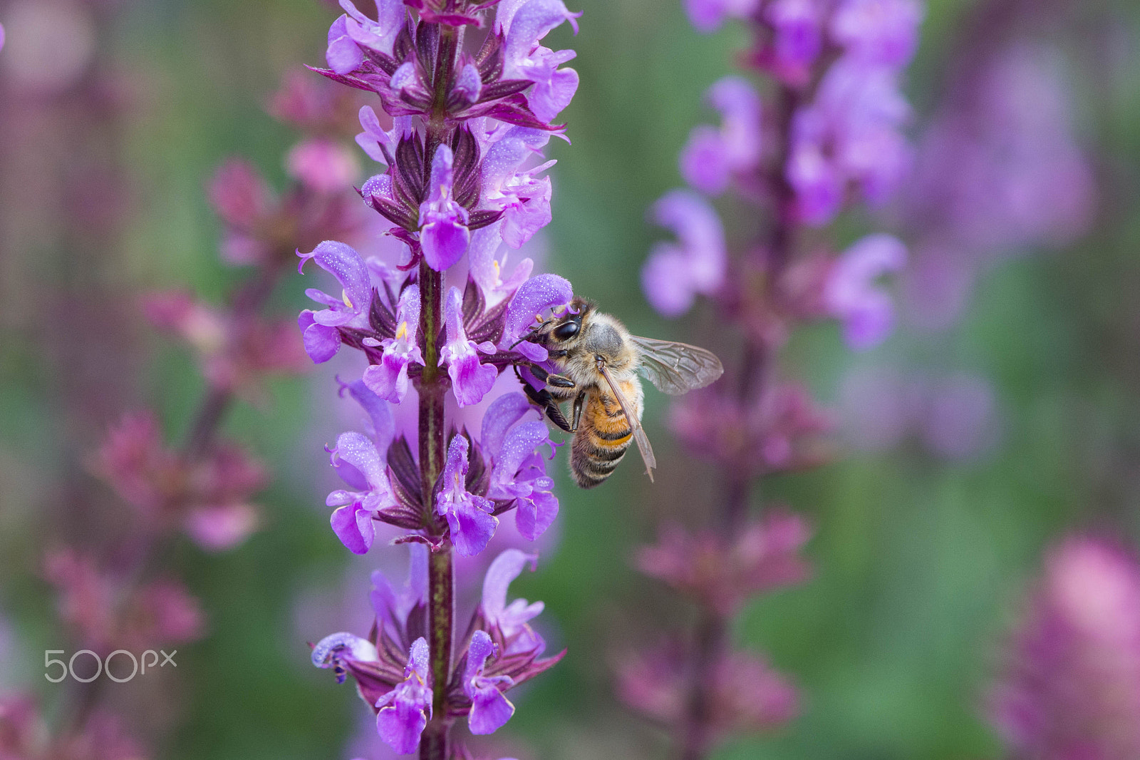 Nikon AF-S DX Micro-Nikkor 85mm F3.5G ED VR sample photo. Honey bee photography