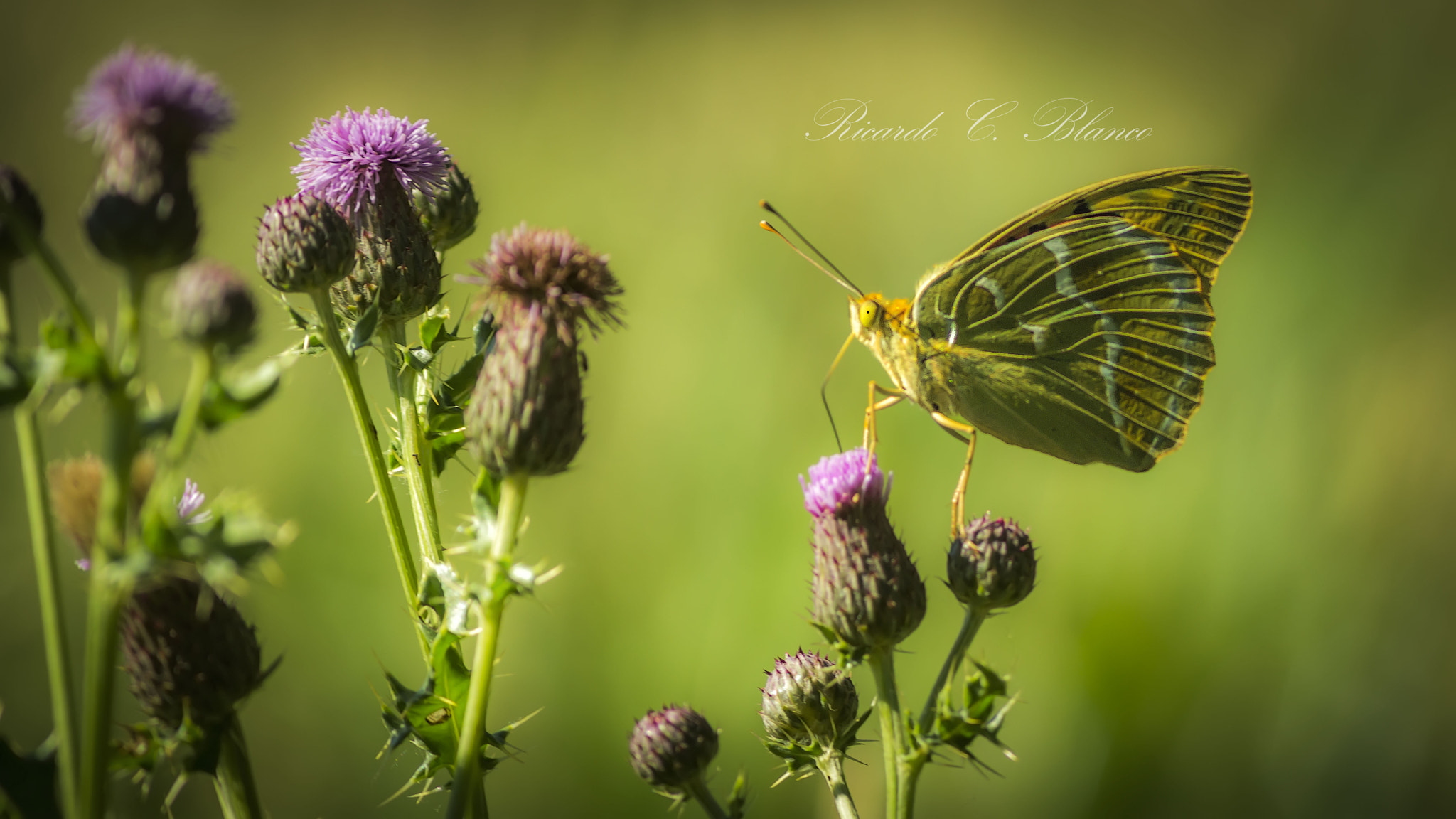 Sony SLT-A58 + 1.4x Teleconverter sample photo. Mis macros photography