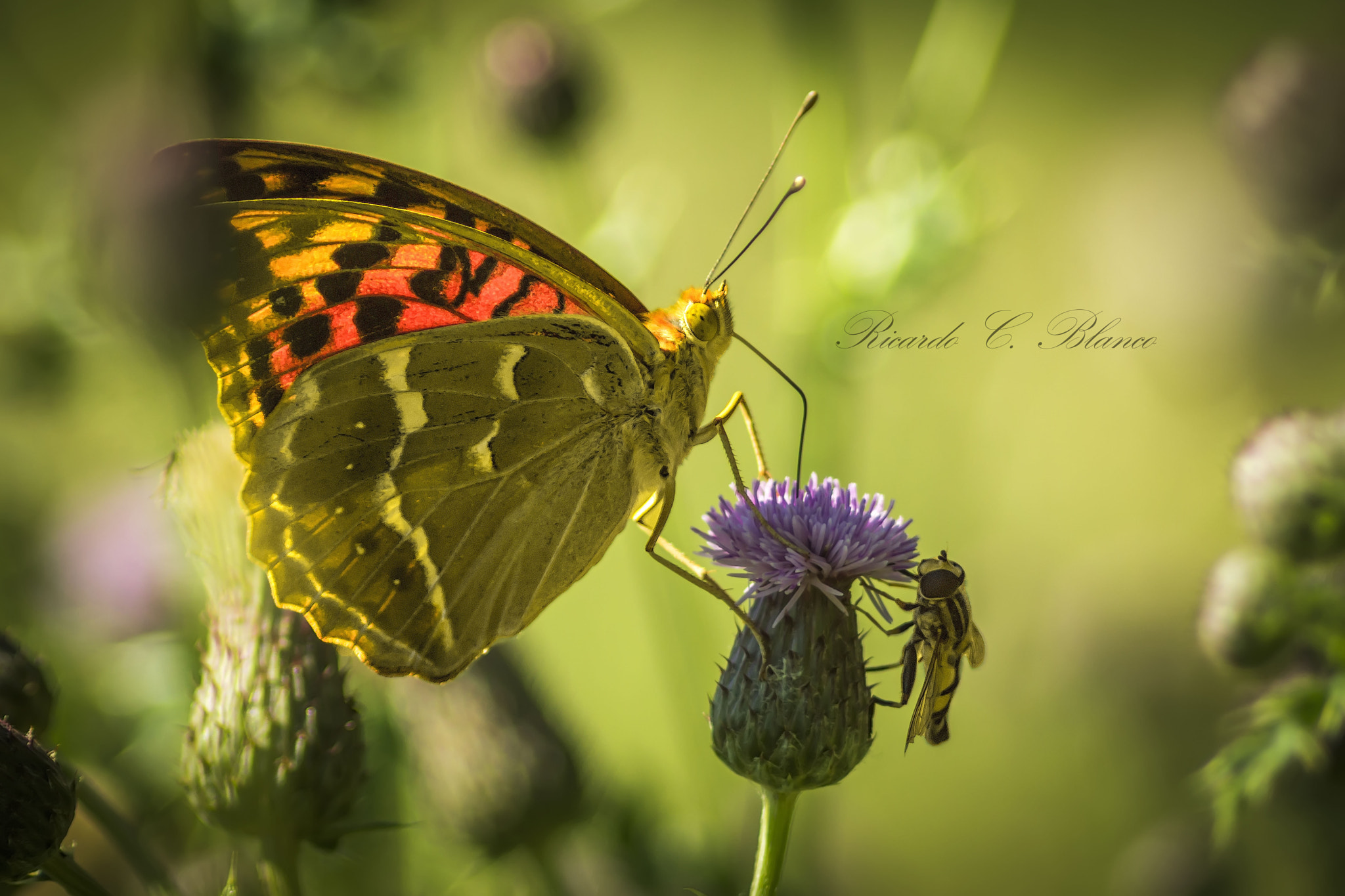 Sony SLT-A58 + 1.4x Teleconverter sample photo. Mis macros photography