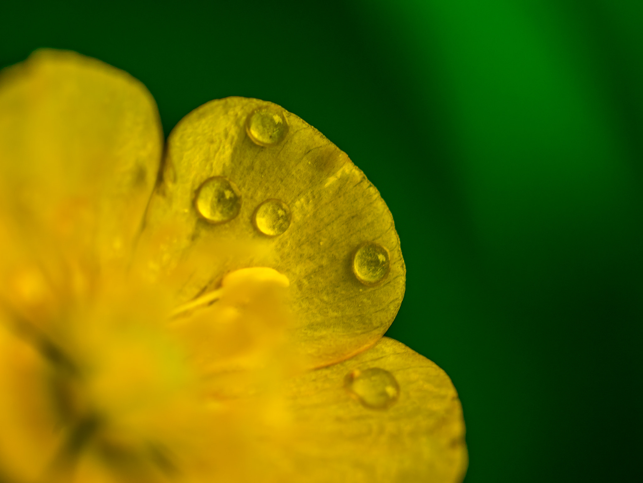 Panasonic Lumix DMC-GM1 sample photo. Buttercup imperfect photography