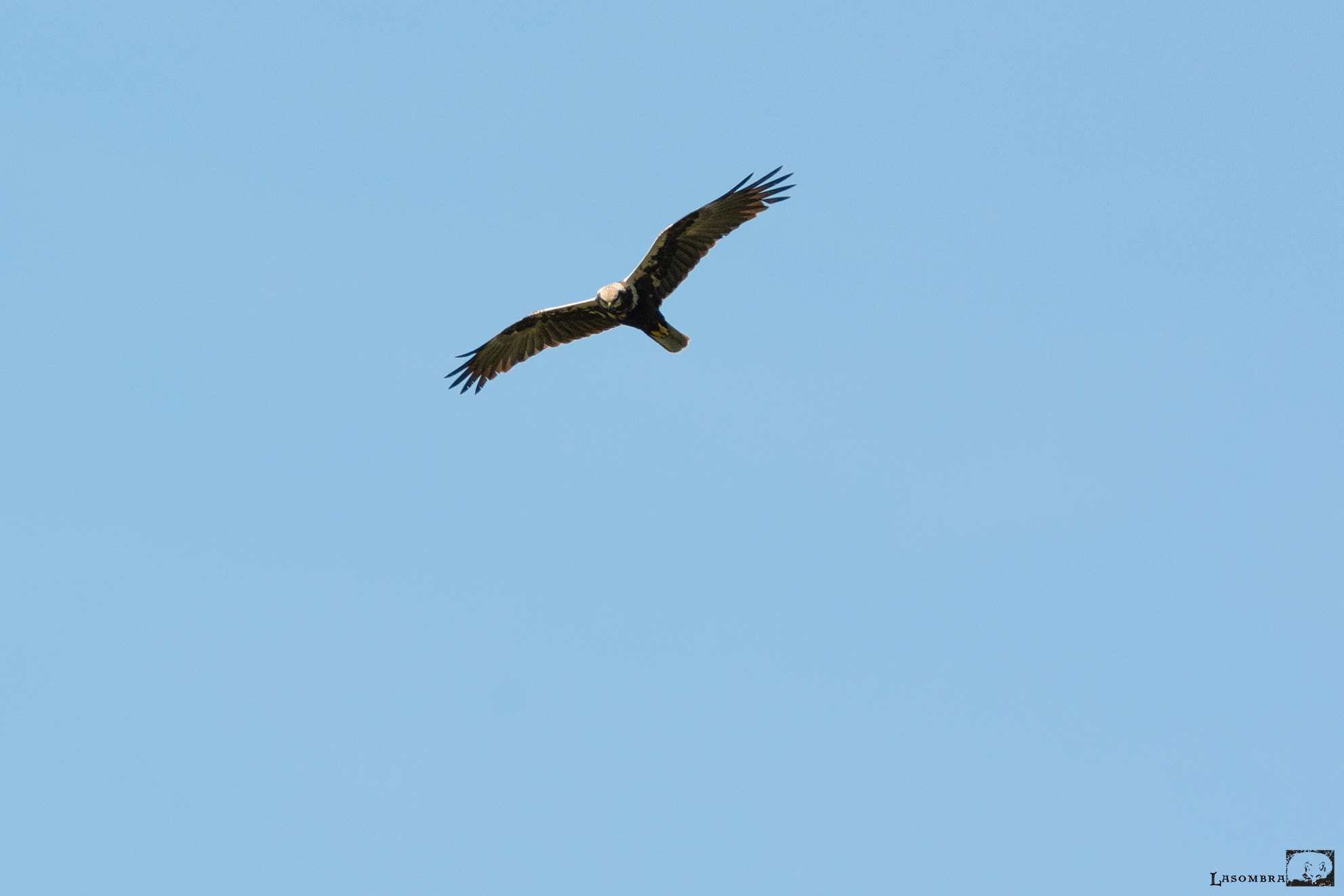 Nikon AF-S Nikkor 300mm F2.8G ED VR II sample photo. Marsh harrier photography