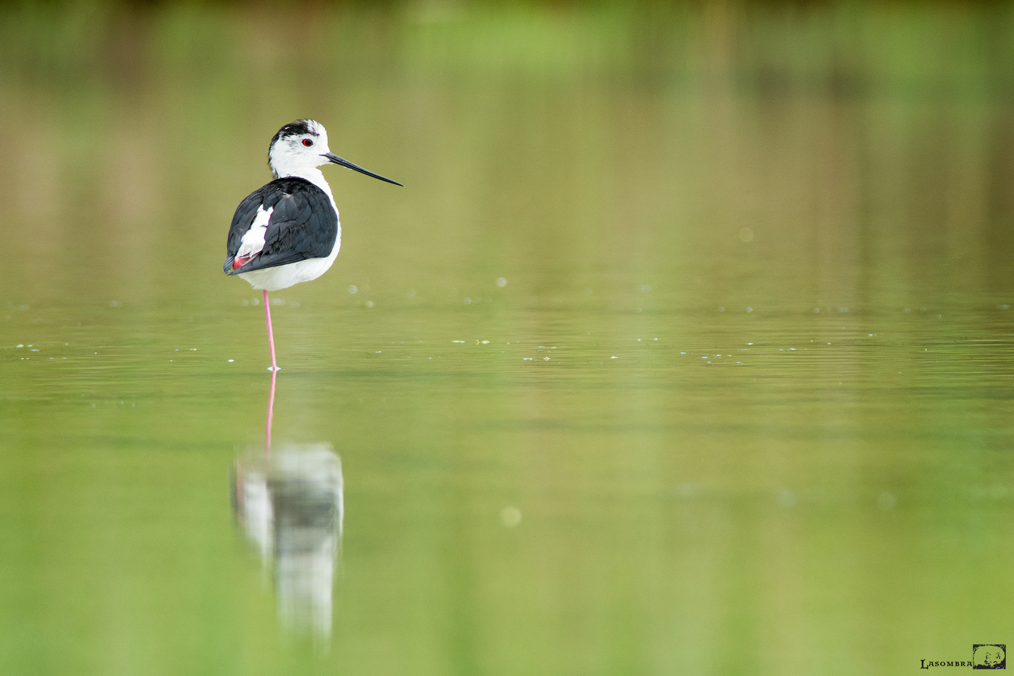 Nikon AF-S Nikkor 300mm F2.8G ED VR II sample photo. Black-winged stilt photography