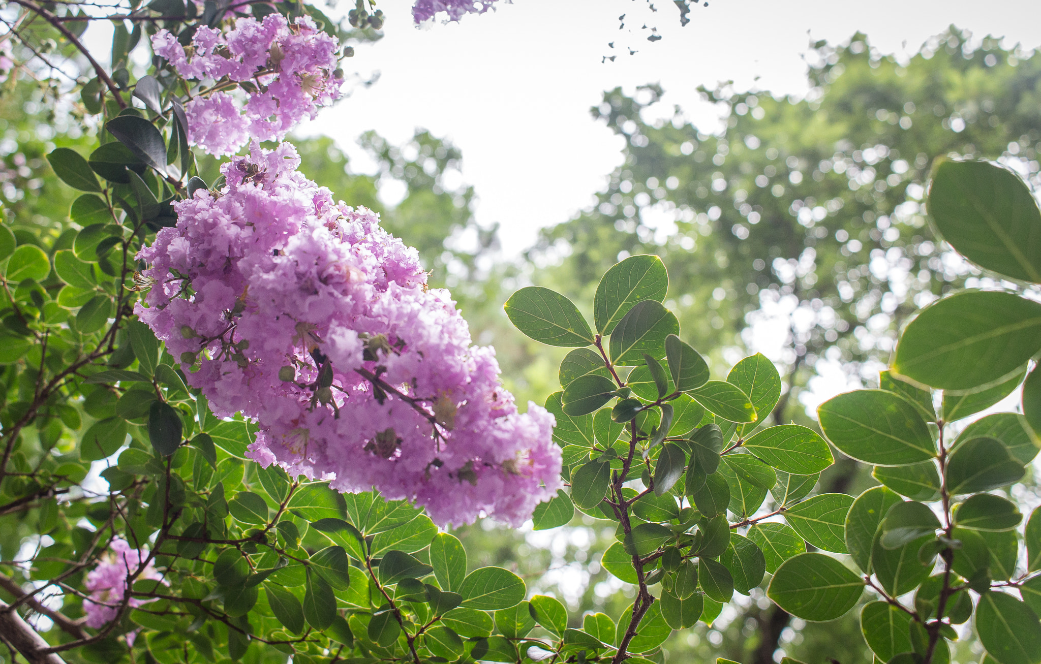 Canon EOS 100D (EOS Rebel SL1 / EOS Kiss X7) sample photo. Blossom | wilmington | north carolina photography