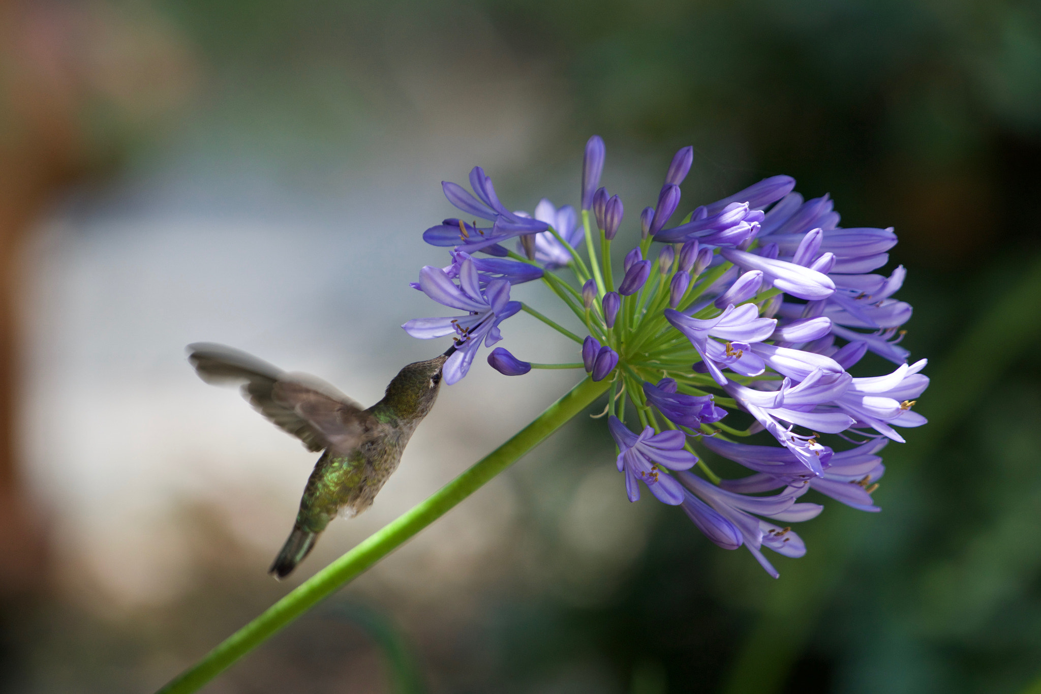 Sony a6000 + Sony FE 70-200mm F4 G OSS sample photo. Hummingbird lunch time photography