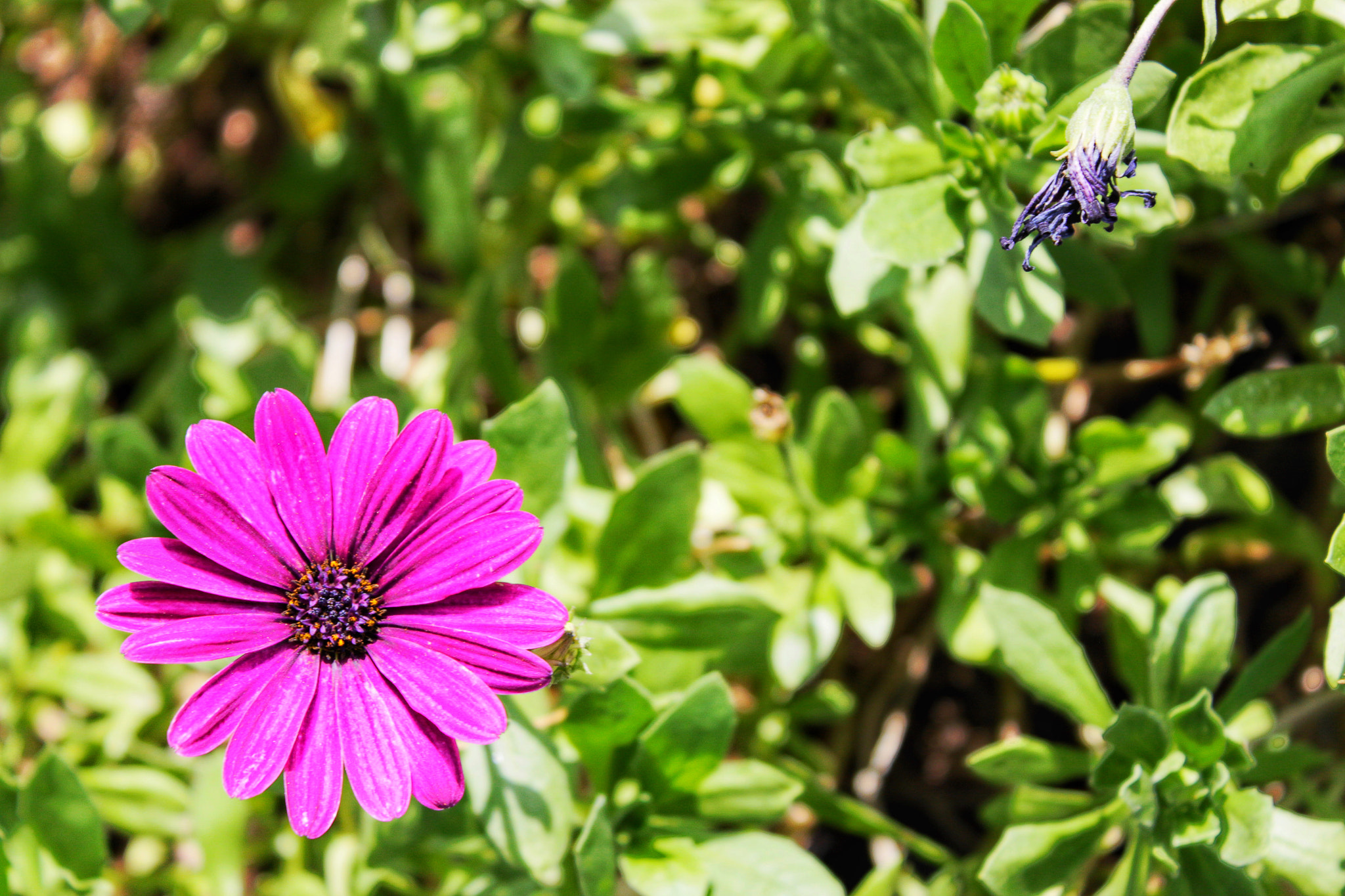 Canon EOS 500D (EOS Rebel T1i / EOS Kiss X3) + Canon EF-S 18-55mm F3.5-5.6 IS sample photo. Purple flowers photography