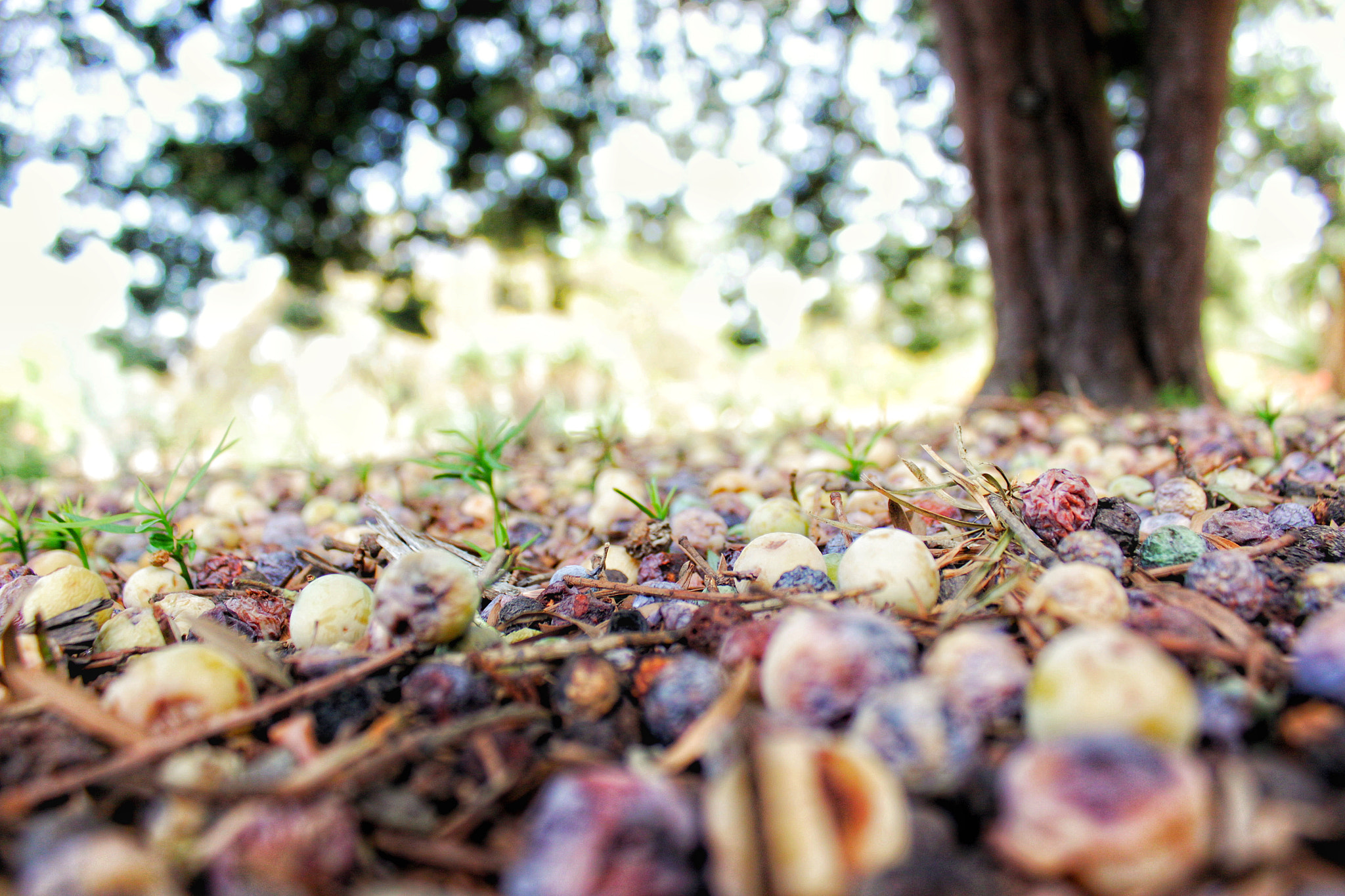 Canon EF-S 18-55mm F3.5-5.6 IS sample photo. Round seeds photography