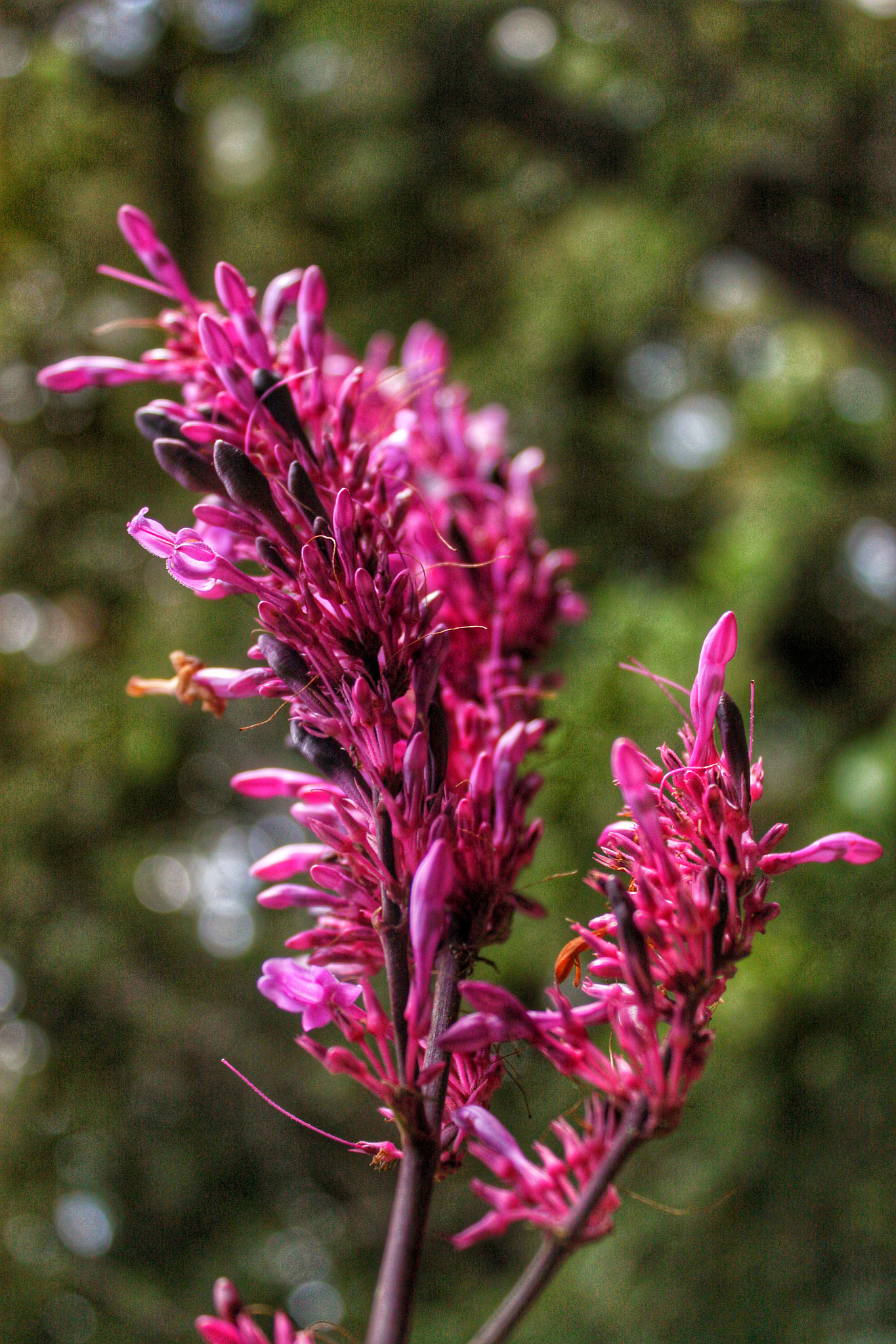 Canon EF-S 18-55mm F3.5-5.6 IS sample photo. Purple flowers 002 photography