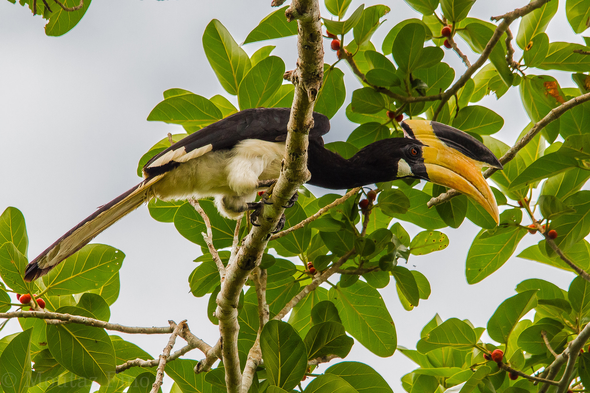 Sigma 150-500mm F5-6.3 DG OS HSM sample photo. On branch photography