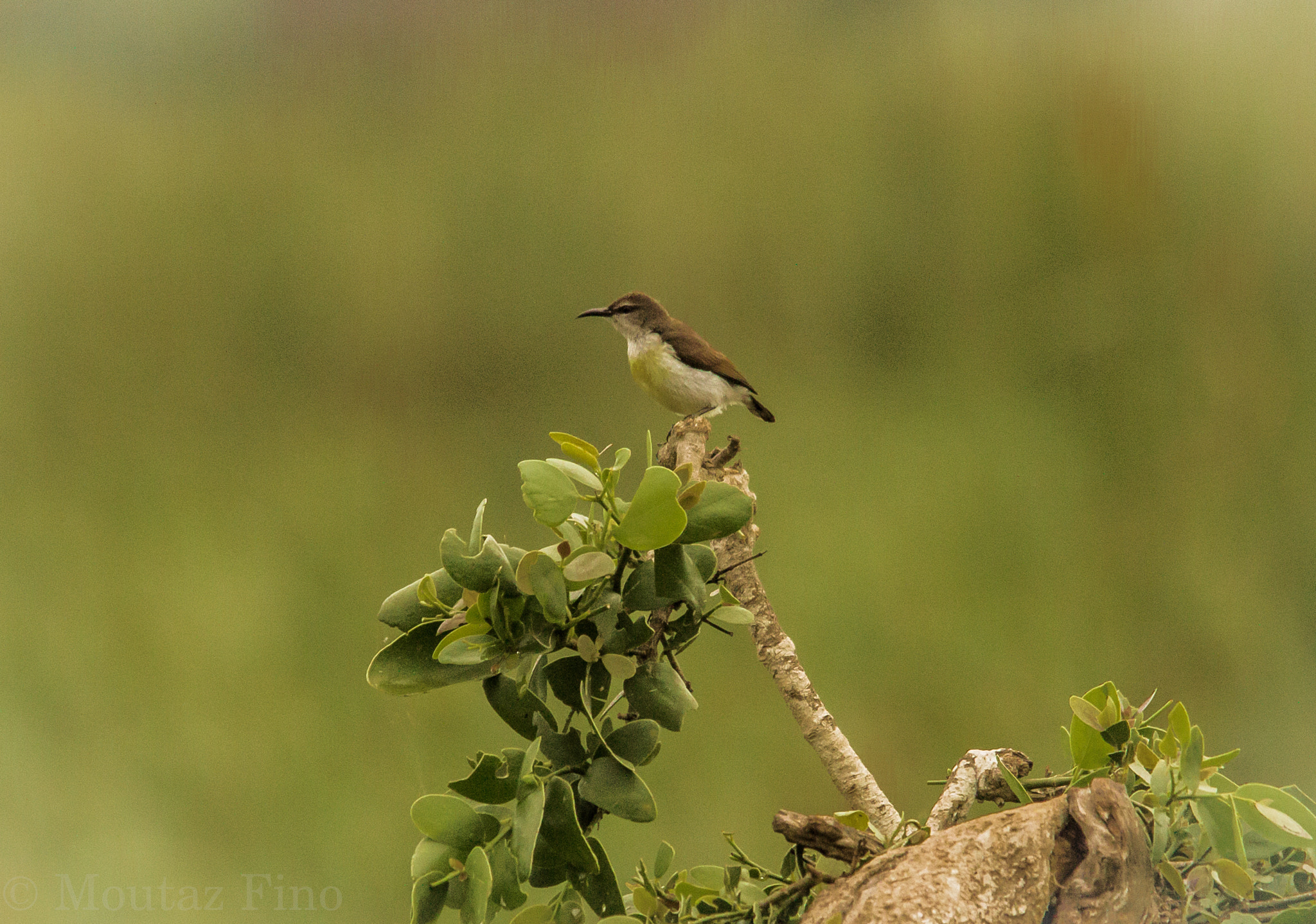 Sigma 150-500mm F5-6.3 DG OS HSM sample photo. On branch3 photography