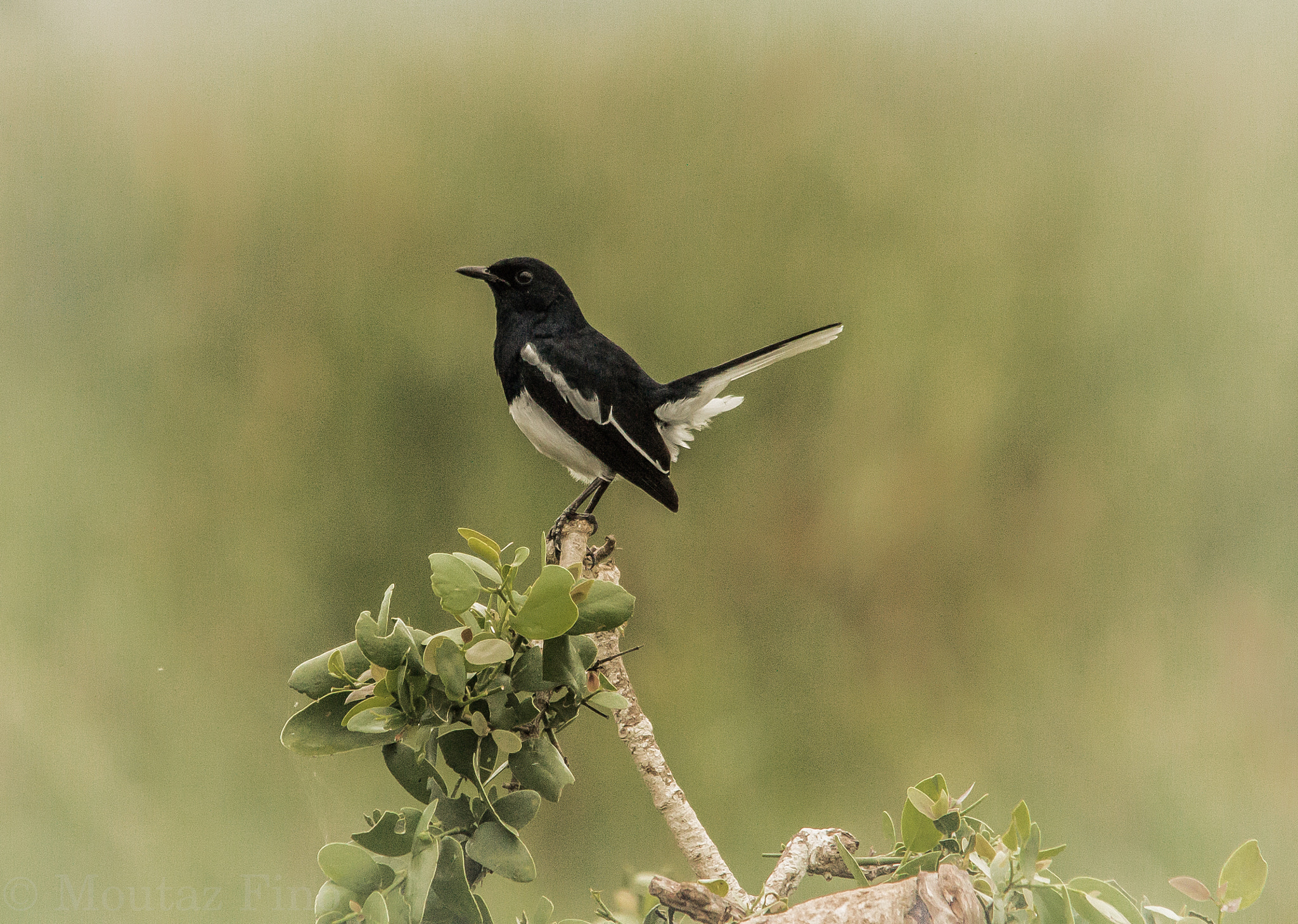 Sigma 150-500mm F5-6.3 DG OS HSM sample photo. On branch4 photography
