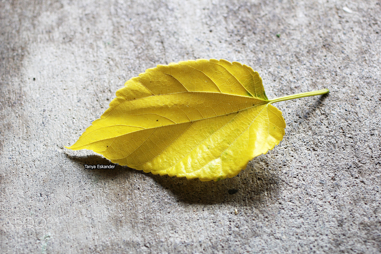 Canon EOS 60D + Canon EF 50mm F2.5 Macro sample photo. Leaf photography