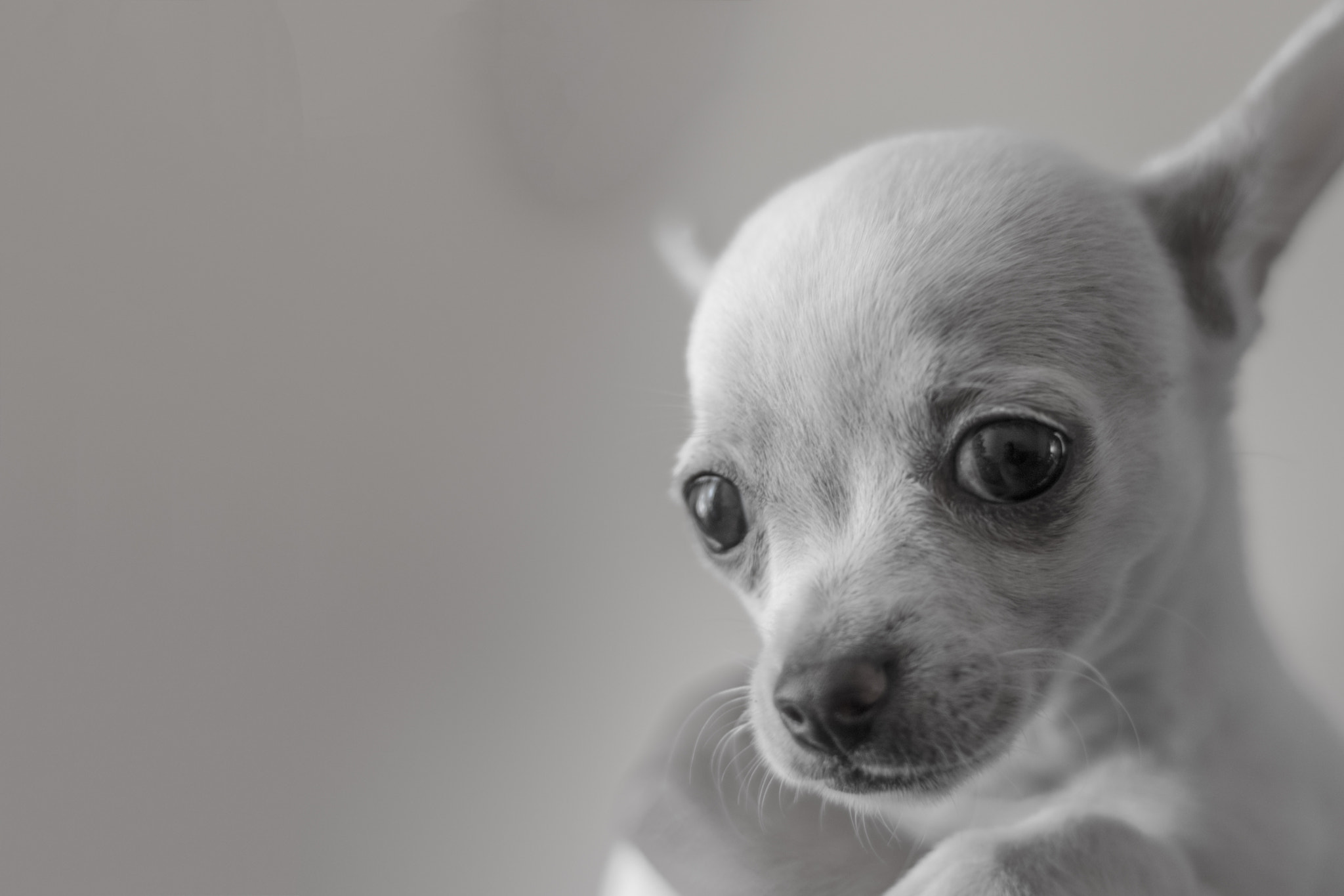 Nikon D5500 + Nikon AF Nikkor 50mm F1.8D sample photo. La chula photography