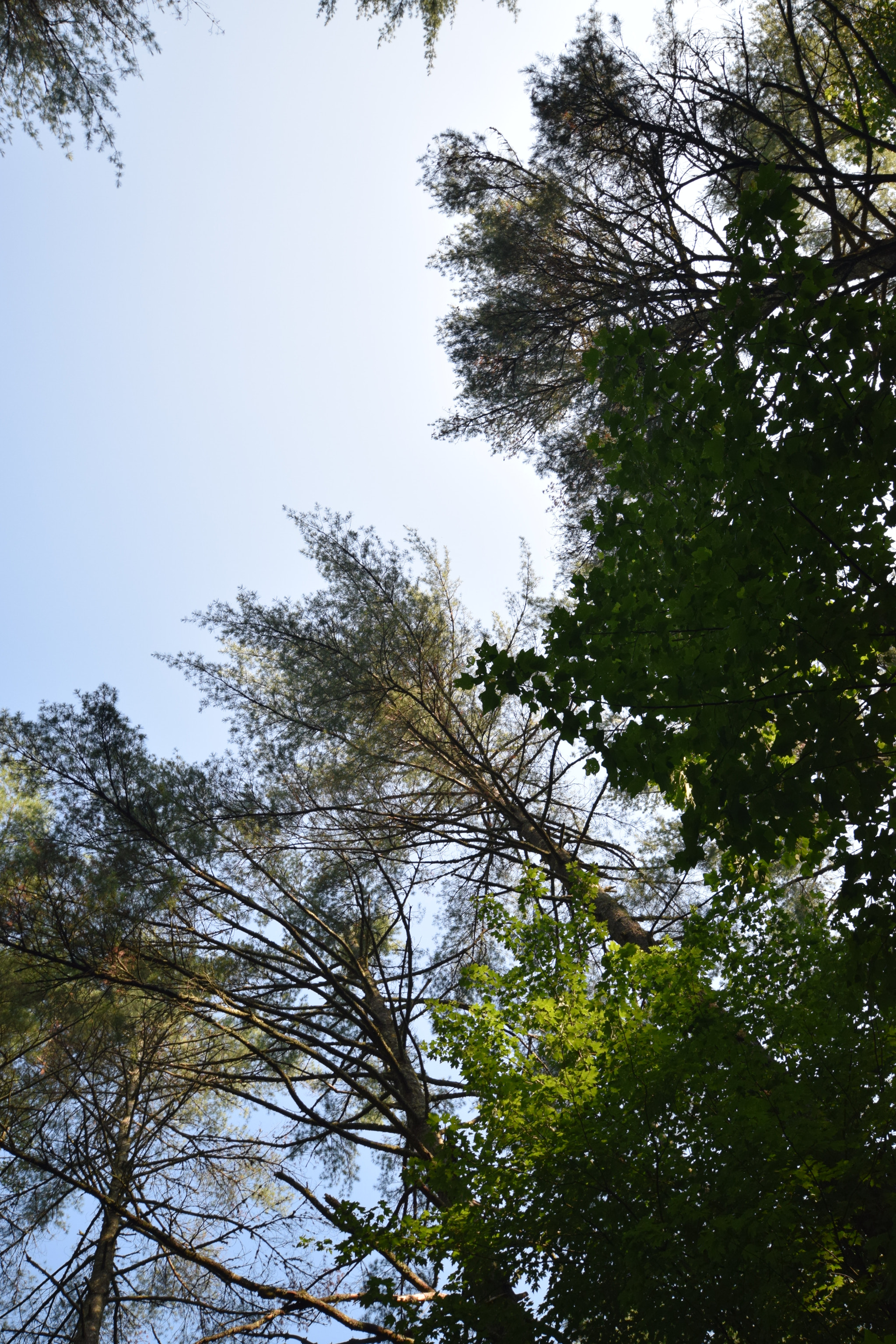 Sigma 10-20mm F4-5.6 EX DC HSM sample photo. Into the sky photography