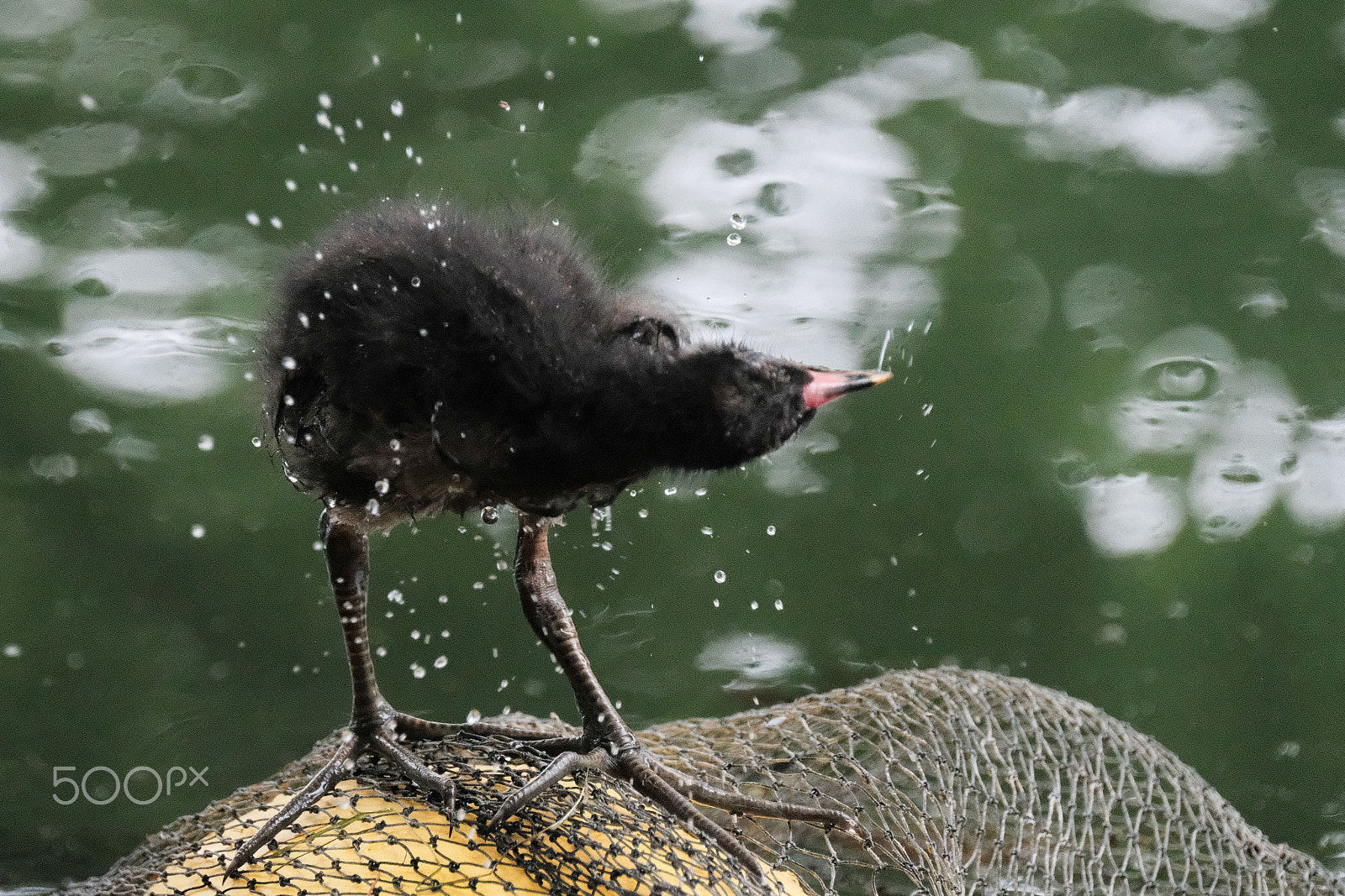 Fujifilm XF 100-400mm F4.5-5.6 R LM OIS WR sample photo. Shudderingly photography