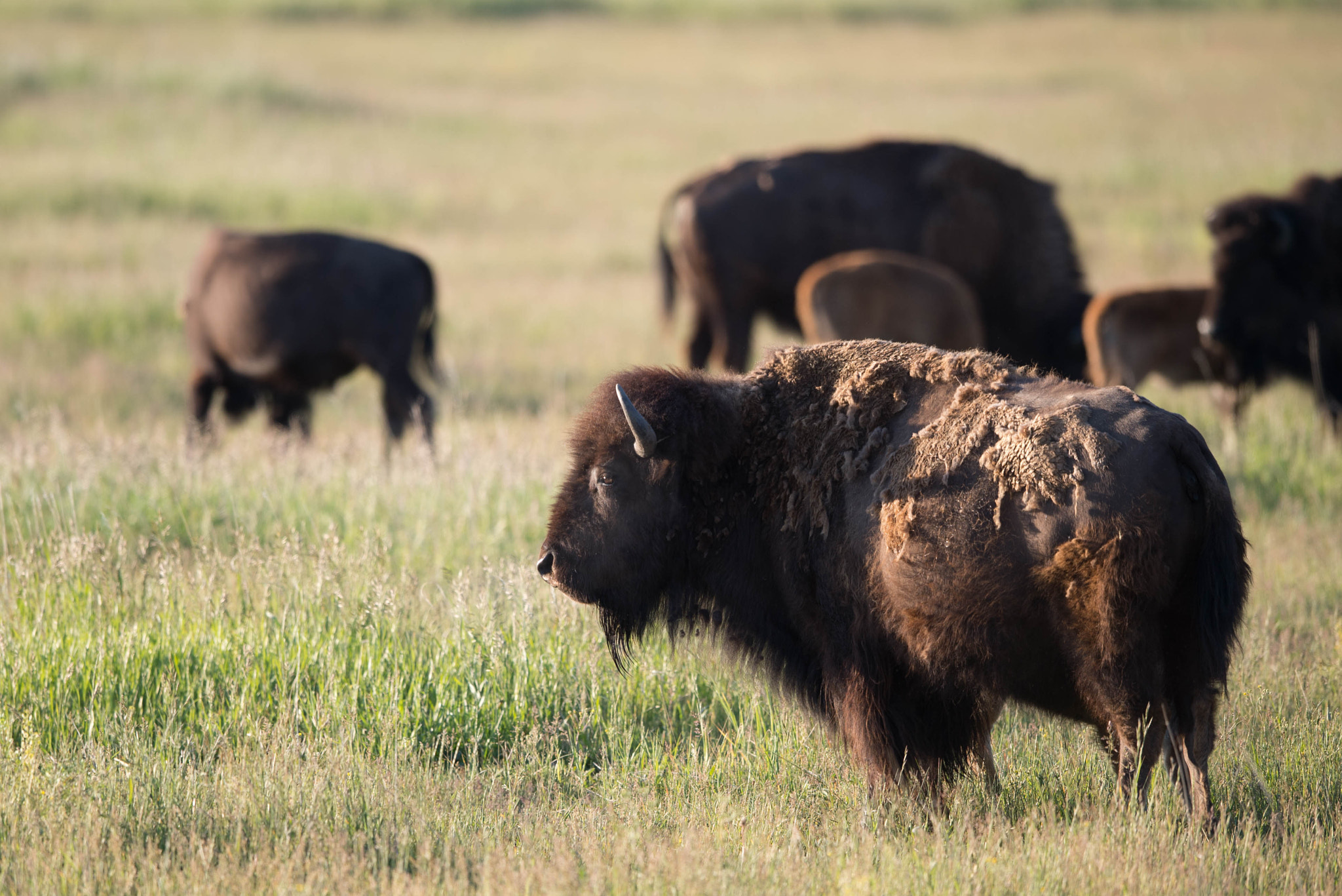 Nikon AF-S Nikkor 400mm F2.8E FL ED VR sample photo. Jackson hole photography