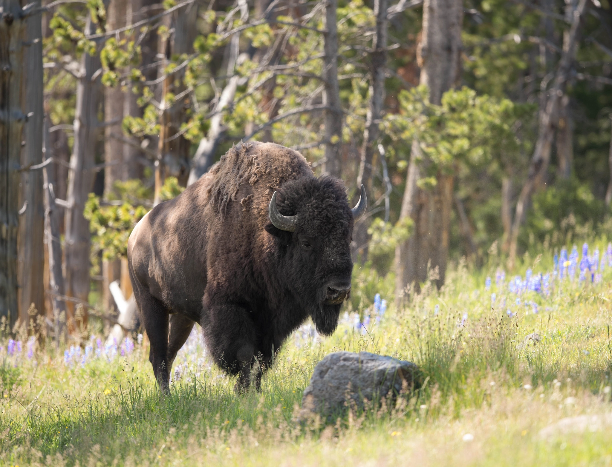 Nikon AF-S Nikkor 400mm F2.8E FL ED VR sample photo. Jackson hole photography