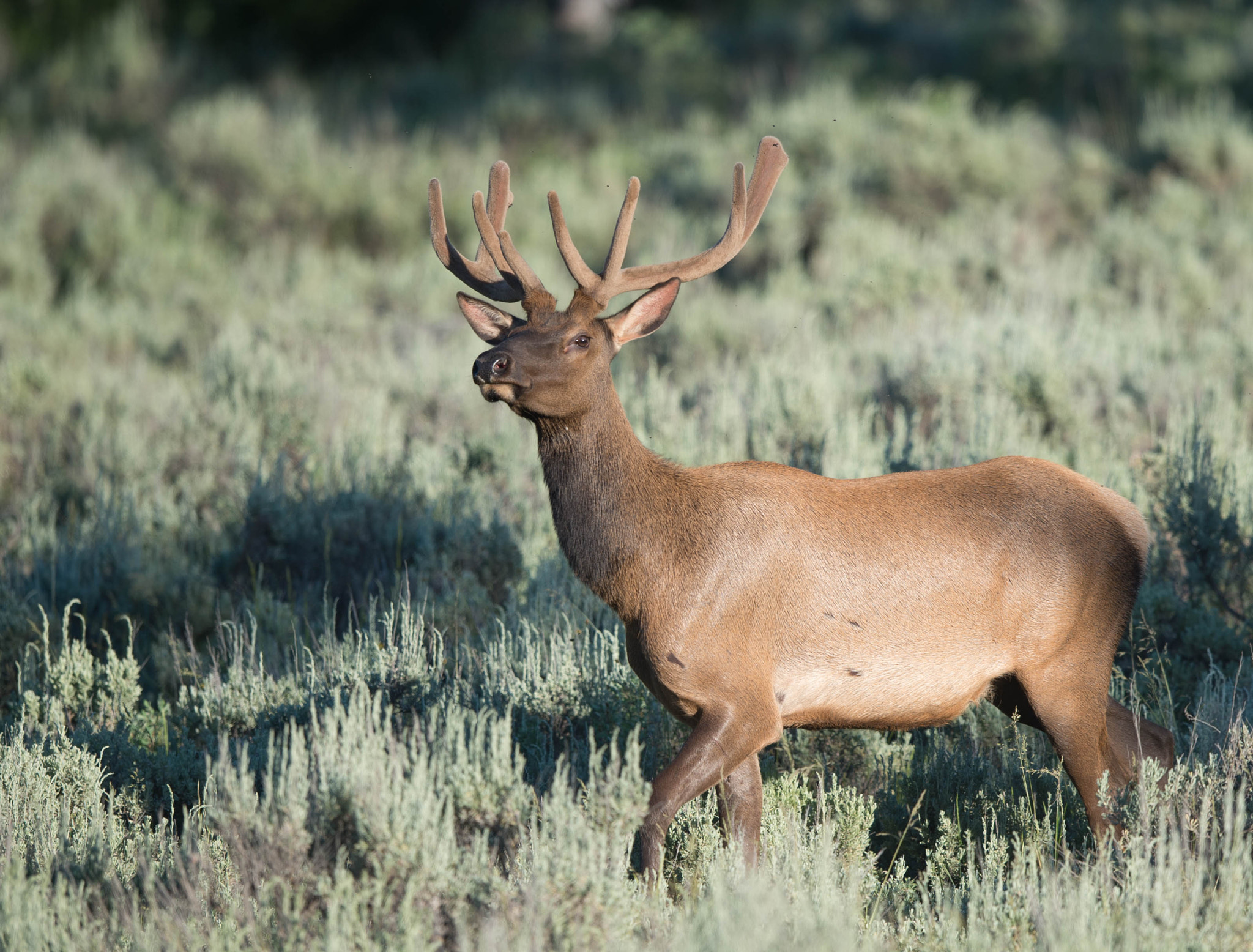 Nikon AF-S Nikkor 400mm F2.8E FL ED VR sample photo. Jackson hole photography