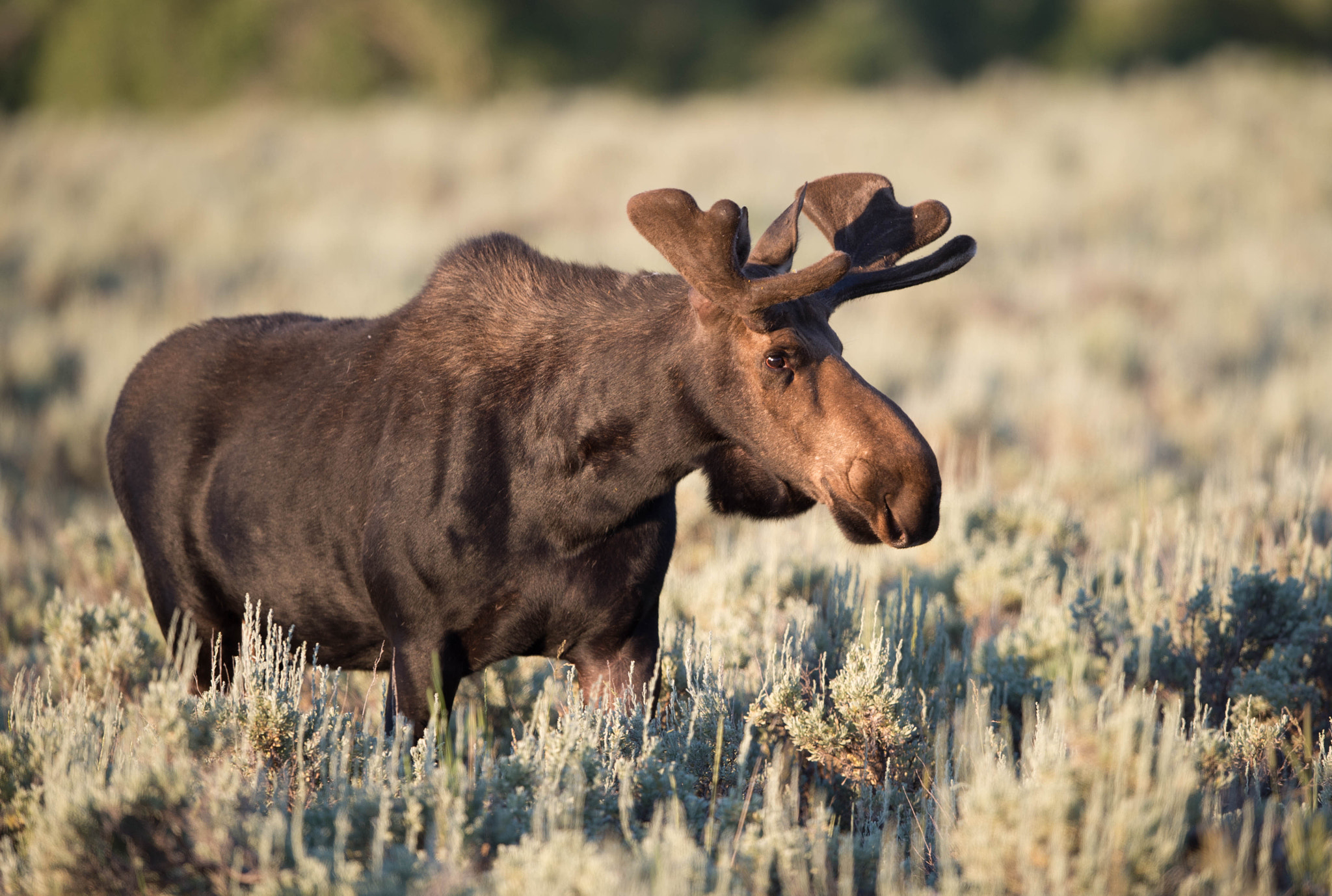Nikon AF-S Nikkor 400mm F2.8E FL ED VR sample photo. Jackson hole photography