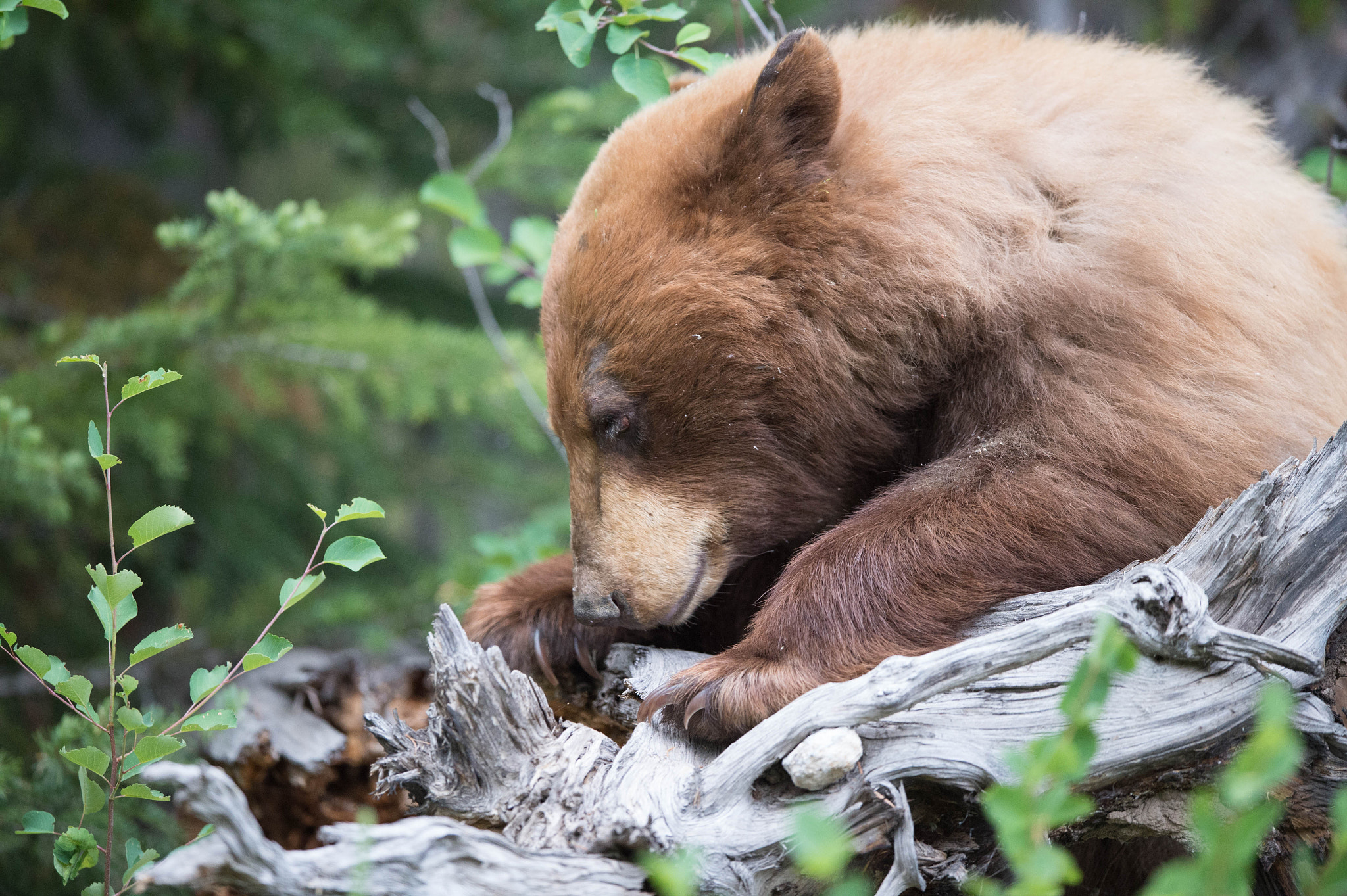 Nikon AF-S Nikkor 400mm F2.8E FL ED VR sample photo. Jackson hole photography