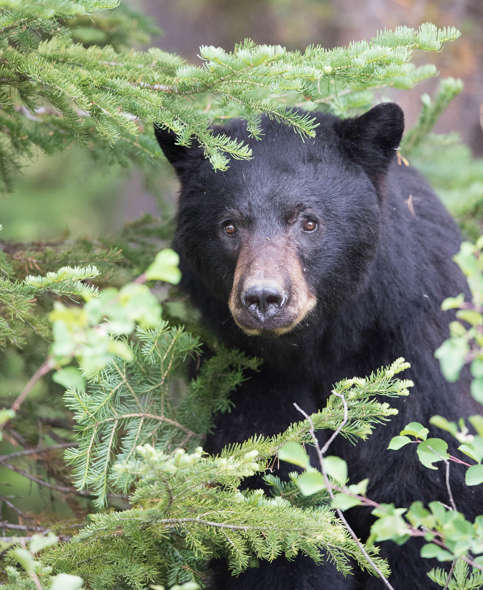 Nikon AF-S Nikkor 400mm F2.8E FL ED VR sample photo. Jackson hole photography
