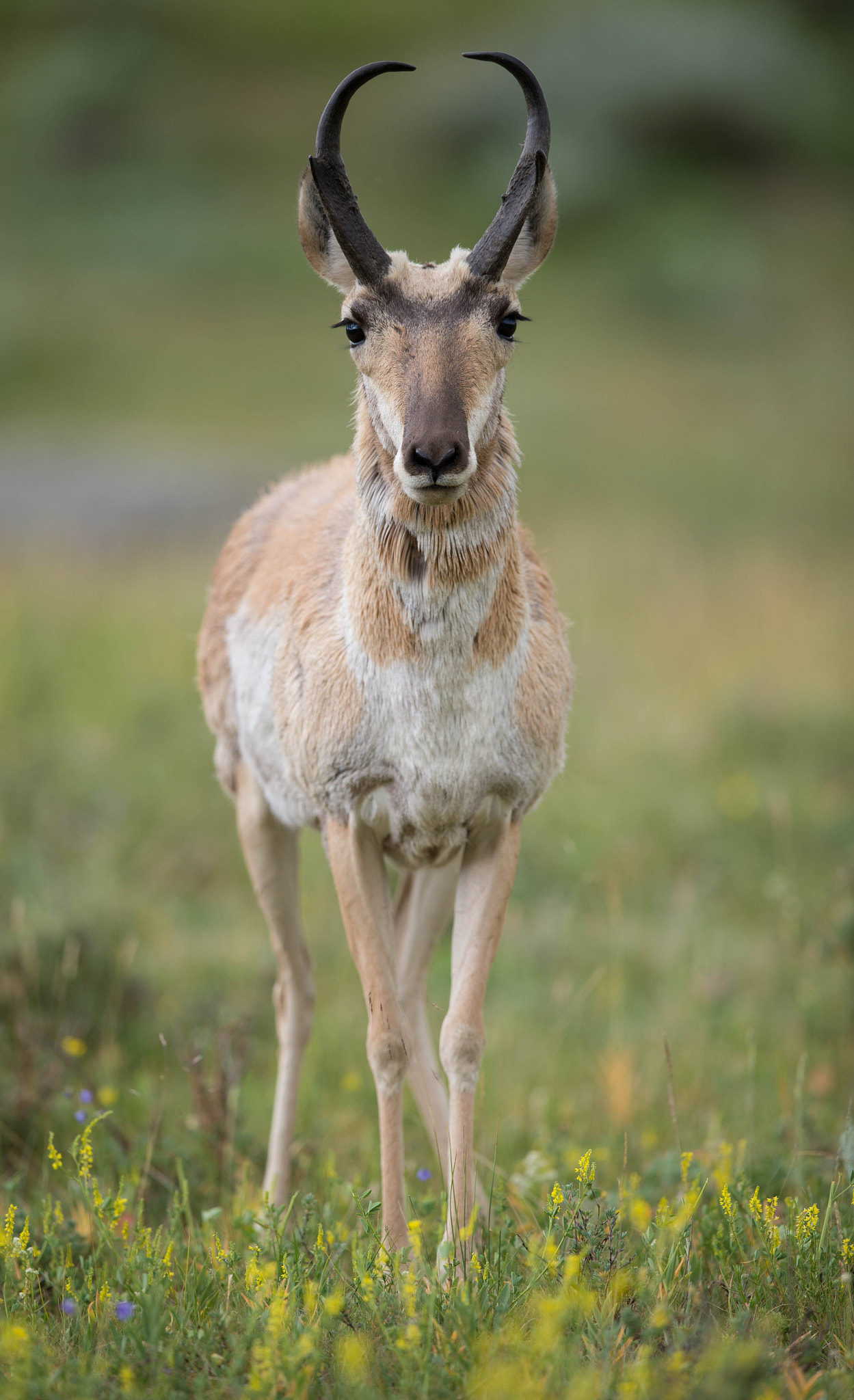 Nikon AF-S Nikkor 400mm F2.8E FL ED VR sample photo. Jackson hole photography