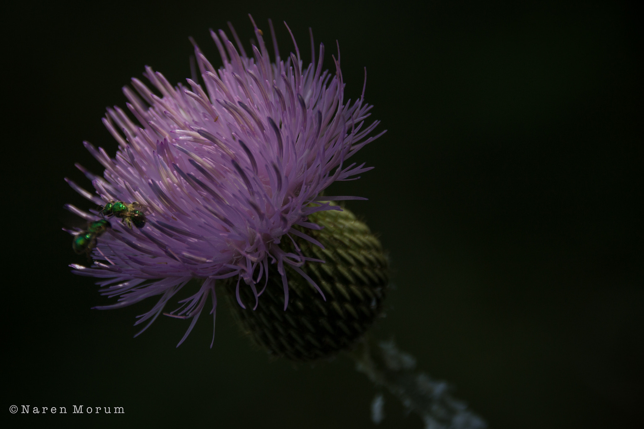 Sigma 18-250mm F3.5-6.3 DC OS HSM sample photo. Purple summer flower photography