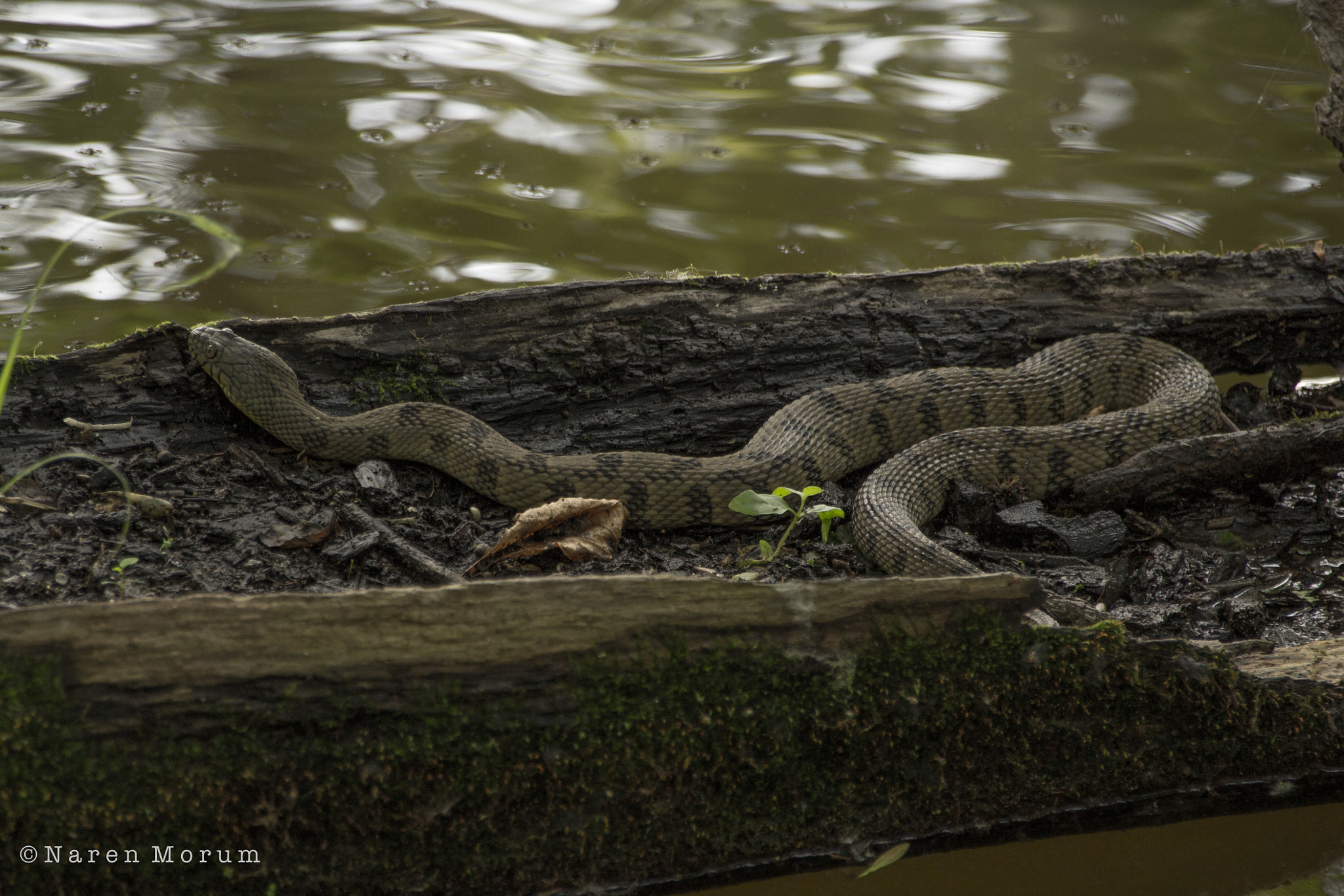 Sigma 18-250mm F3.5-6.3 DC OS HSM sample photo. Basking photography