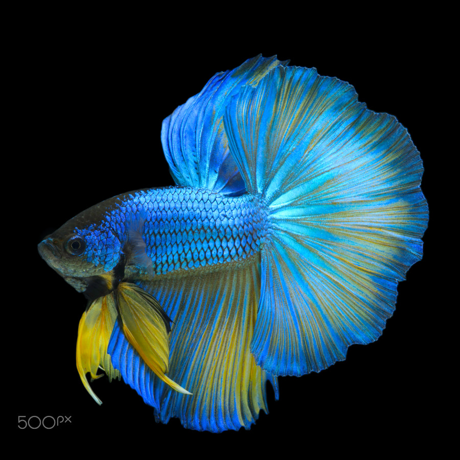 Blue-Yellow Betta Fish in Black Backgroun by Prasit ...