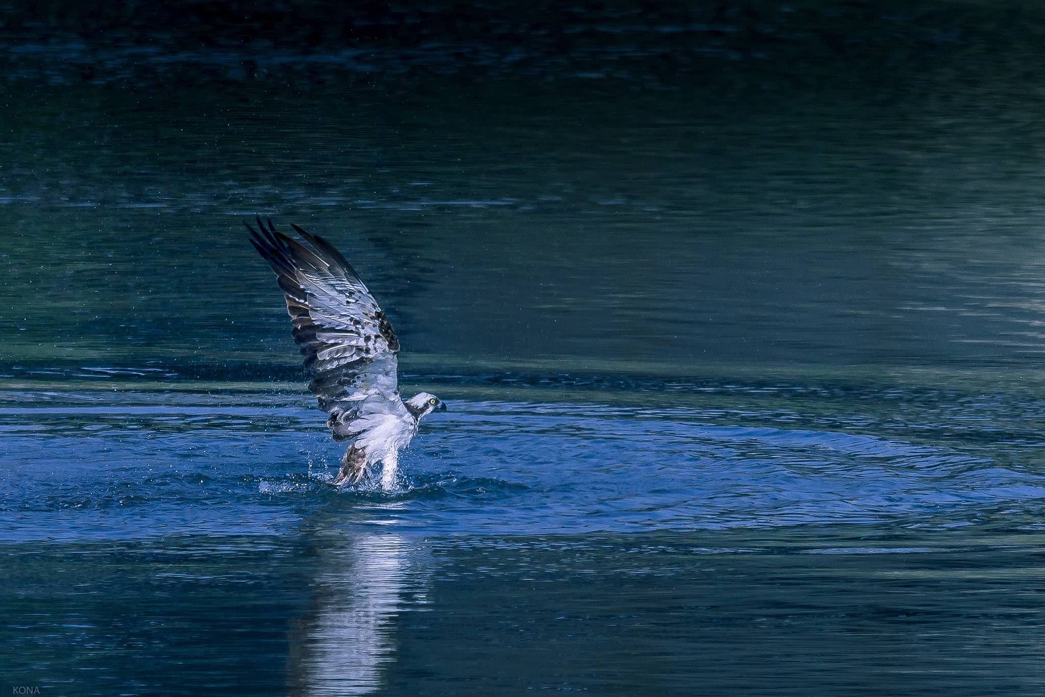 Nikon AF-S Nikkor 400mm F2.8G ED VR II sample photo. Misago photography