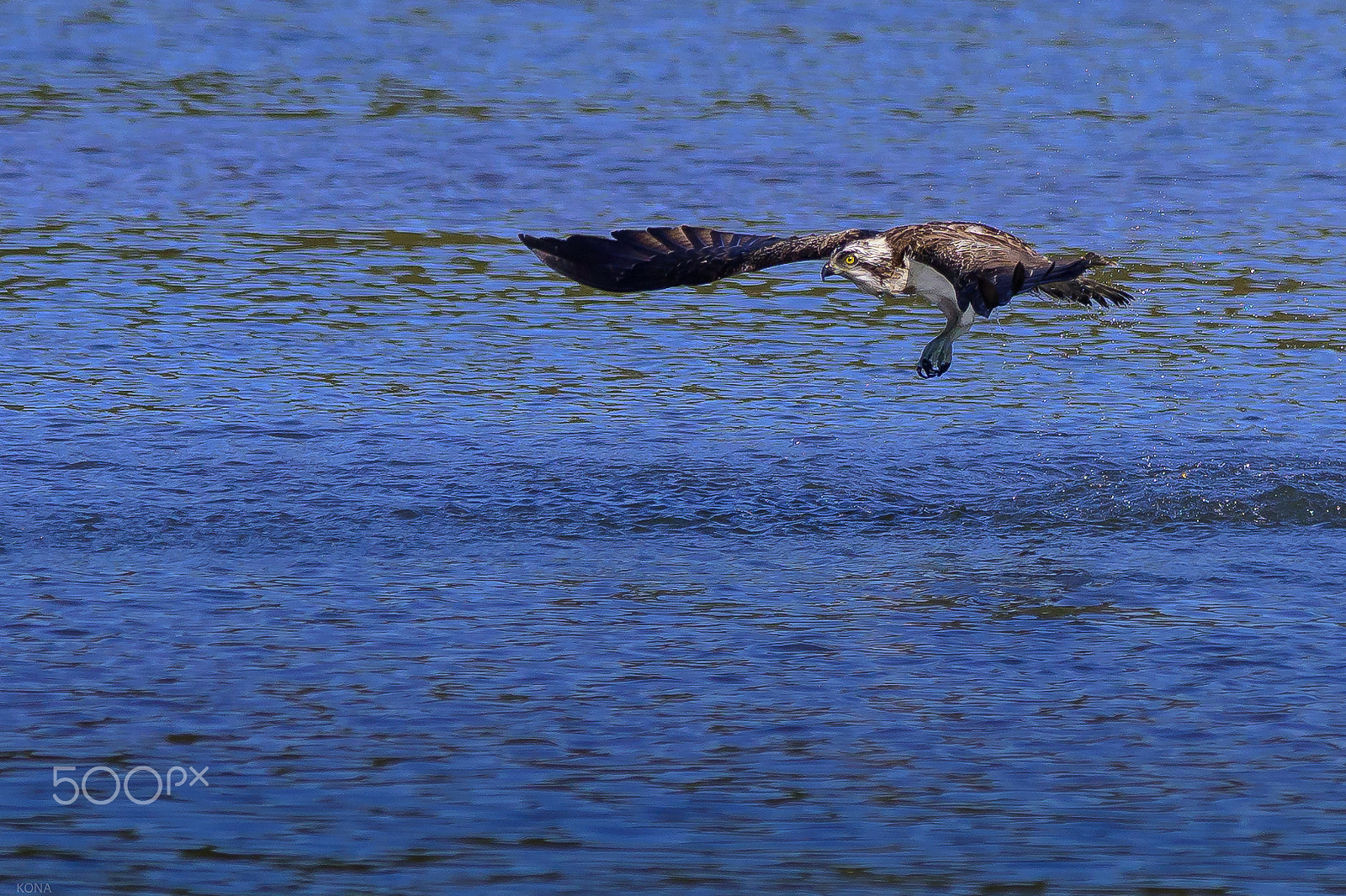 Nikon AF-S Nikkor 400mm F2.8G ED VR II sample photo. Misago photography
