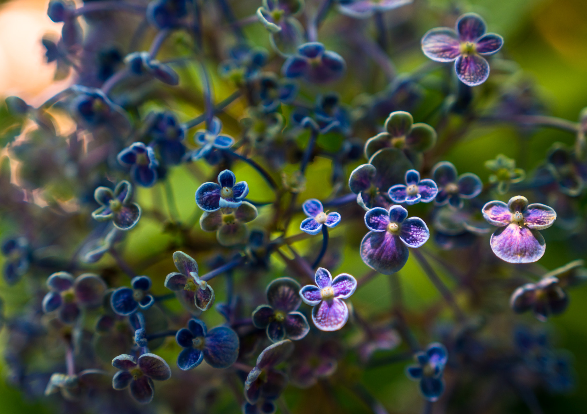Sony a6300 + 18-35mm F1.8 DC HSM | Art 013 sample photo. Hydrangea photography