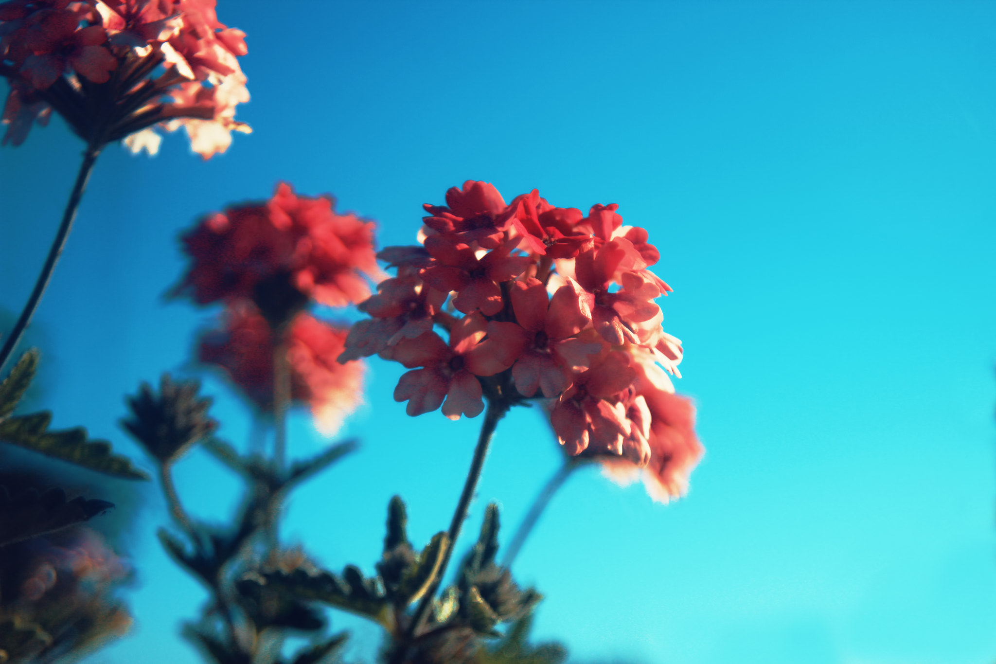 Canon EF 35-80mm f/4-5.6 sample photo. Vintage nature photography
