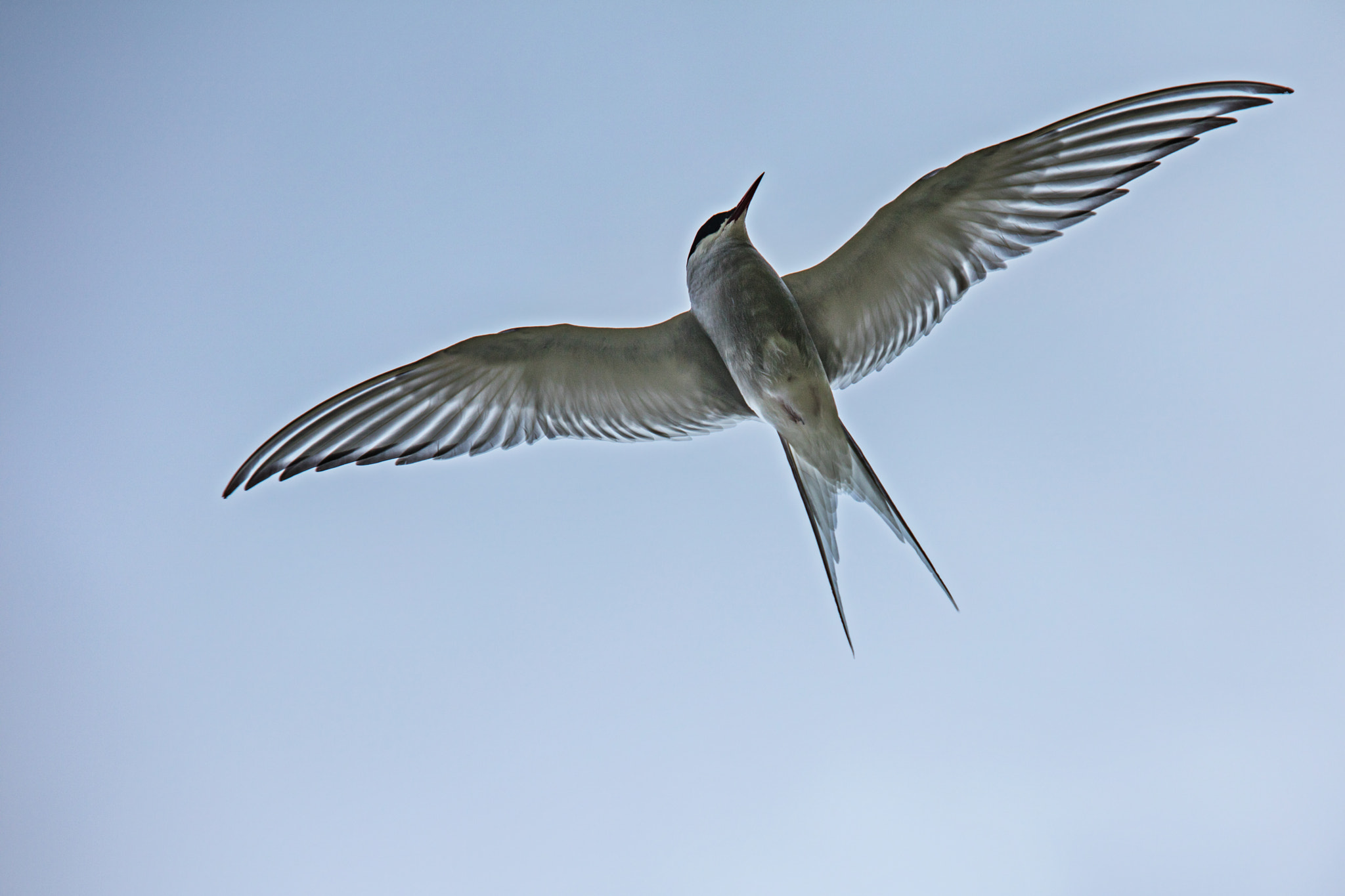 Canon EF 70-200mm F2.8L IS USM sample photo. Bird photography
