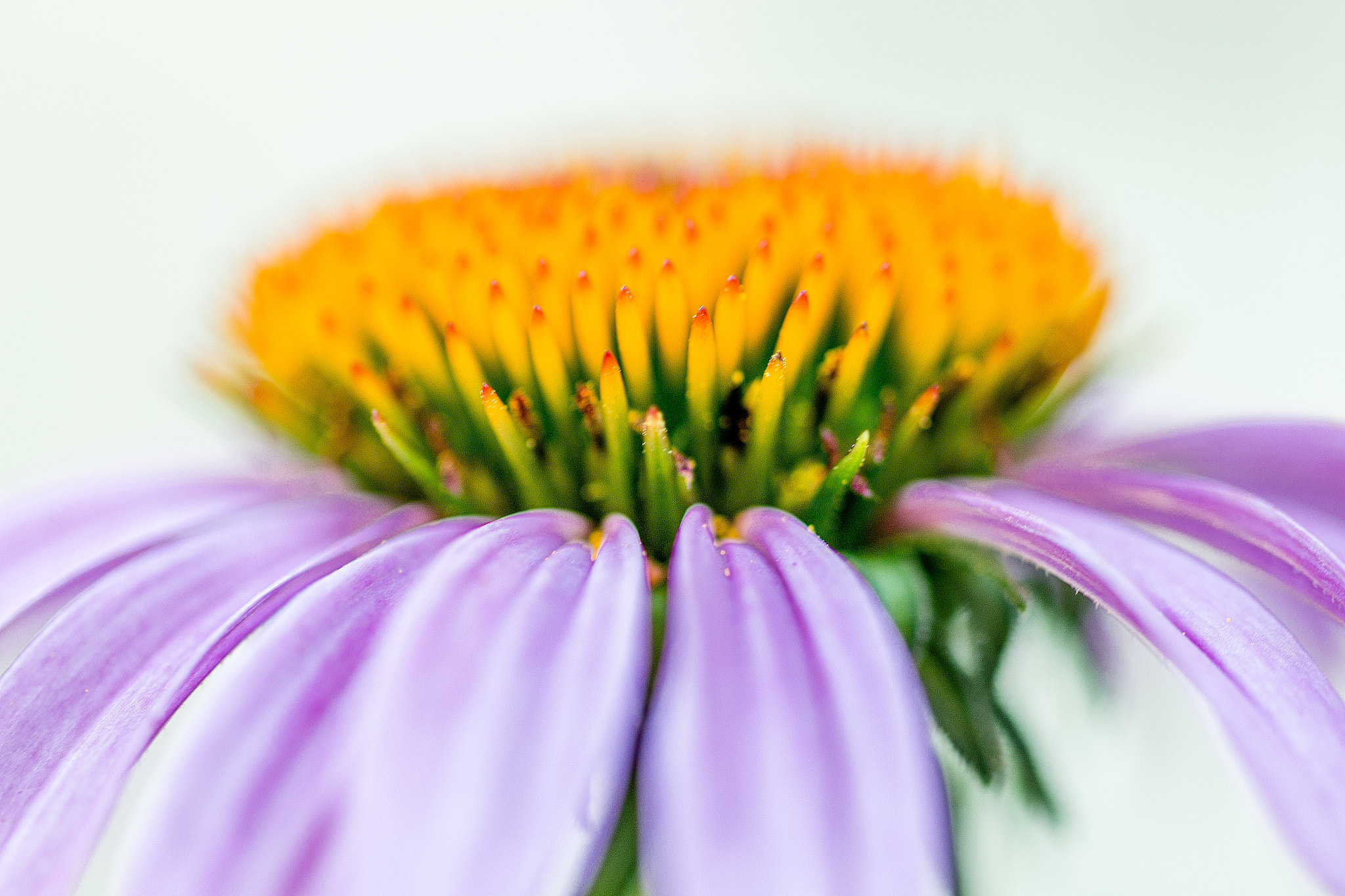 Sigma 50mm f/1.4 EX DG HSM + 1.4x sample photo. Coneflower sideview photography