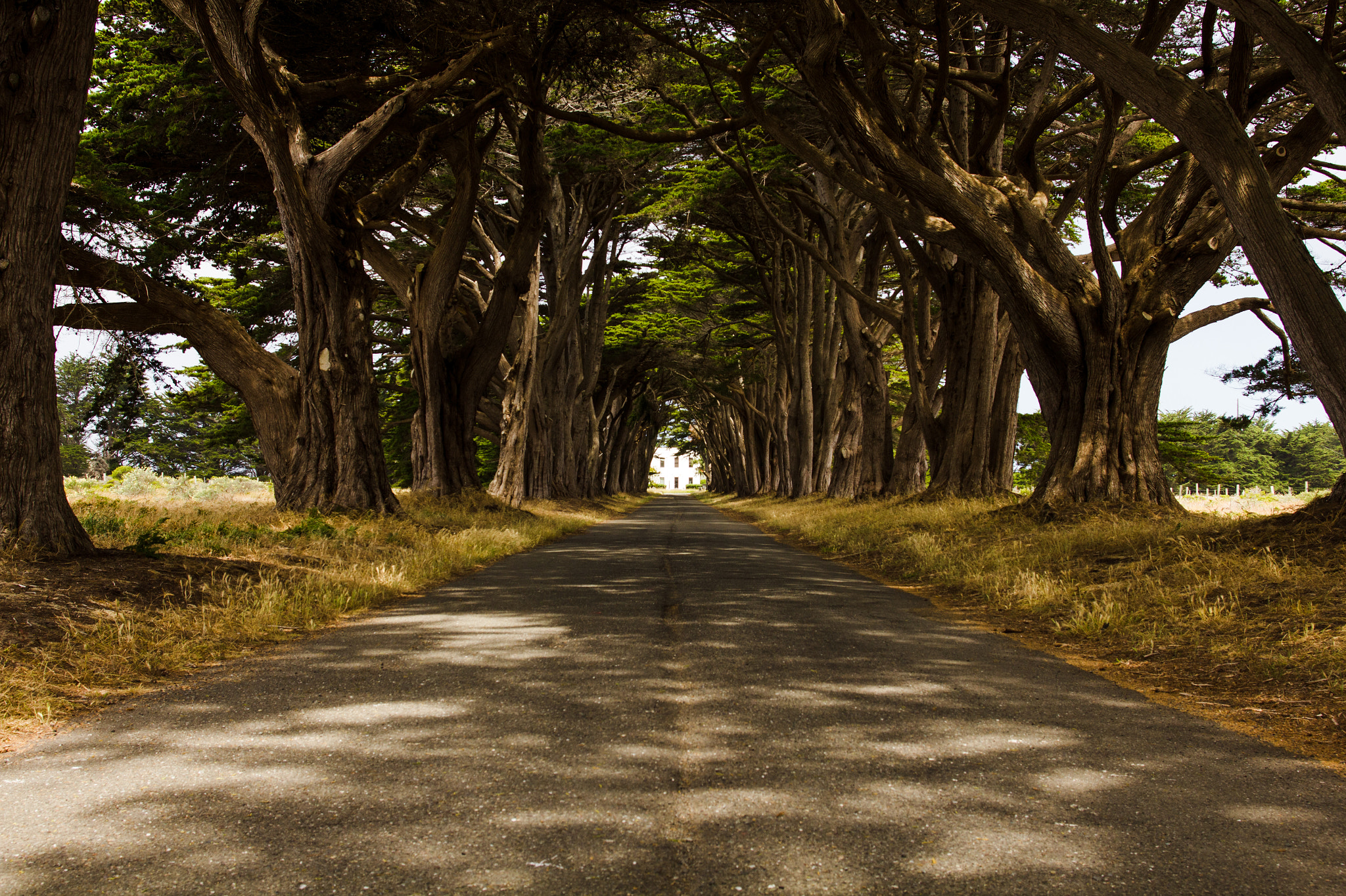Canon EF 24mm F1.4L II USM sample photo. Golden road. photography