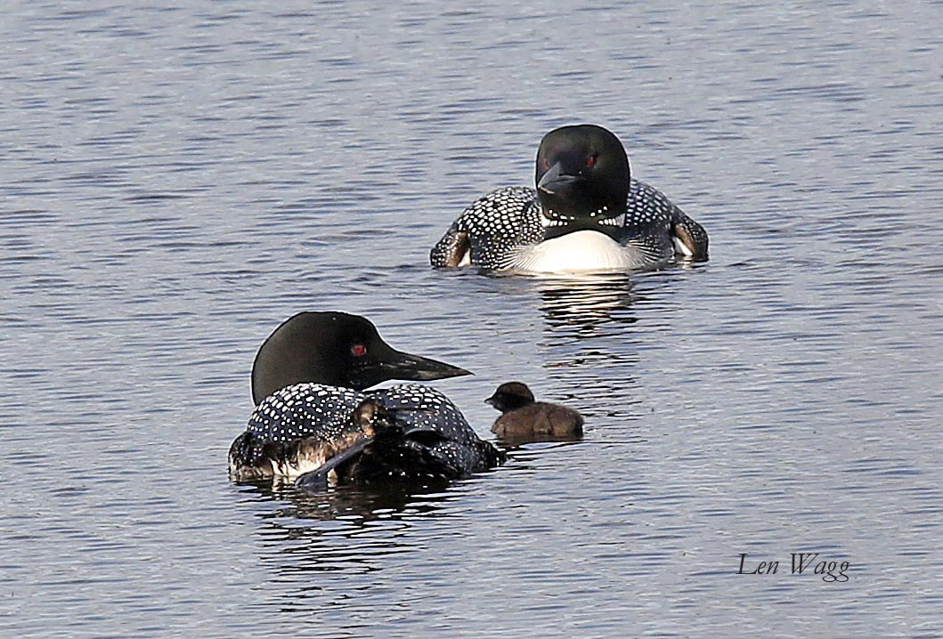 Canon EOS-1D X + Canon EF 400mm F2.8L IS II USM sample photo. Loon family photography