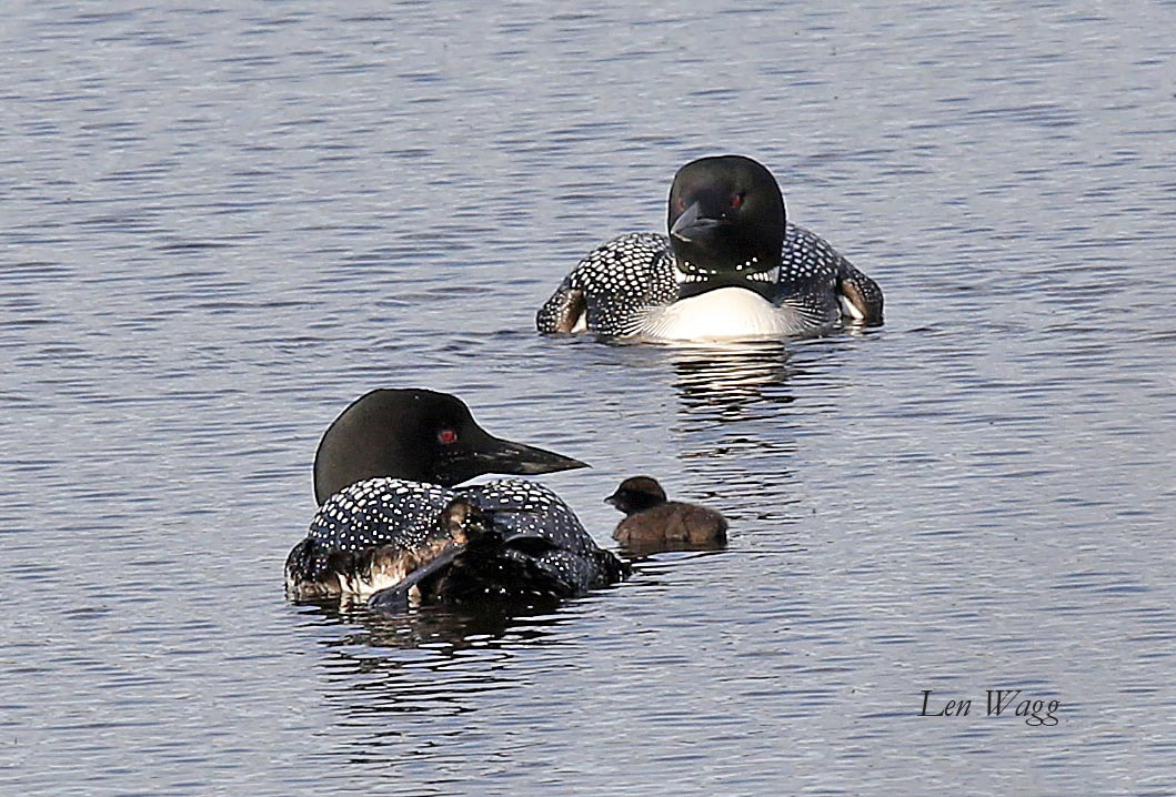Canon EF 400mm F2.8L IS II USM sample photo. Loon family photography