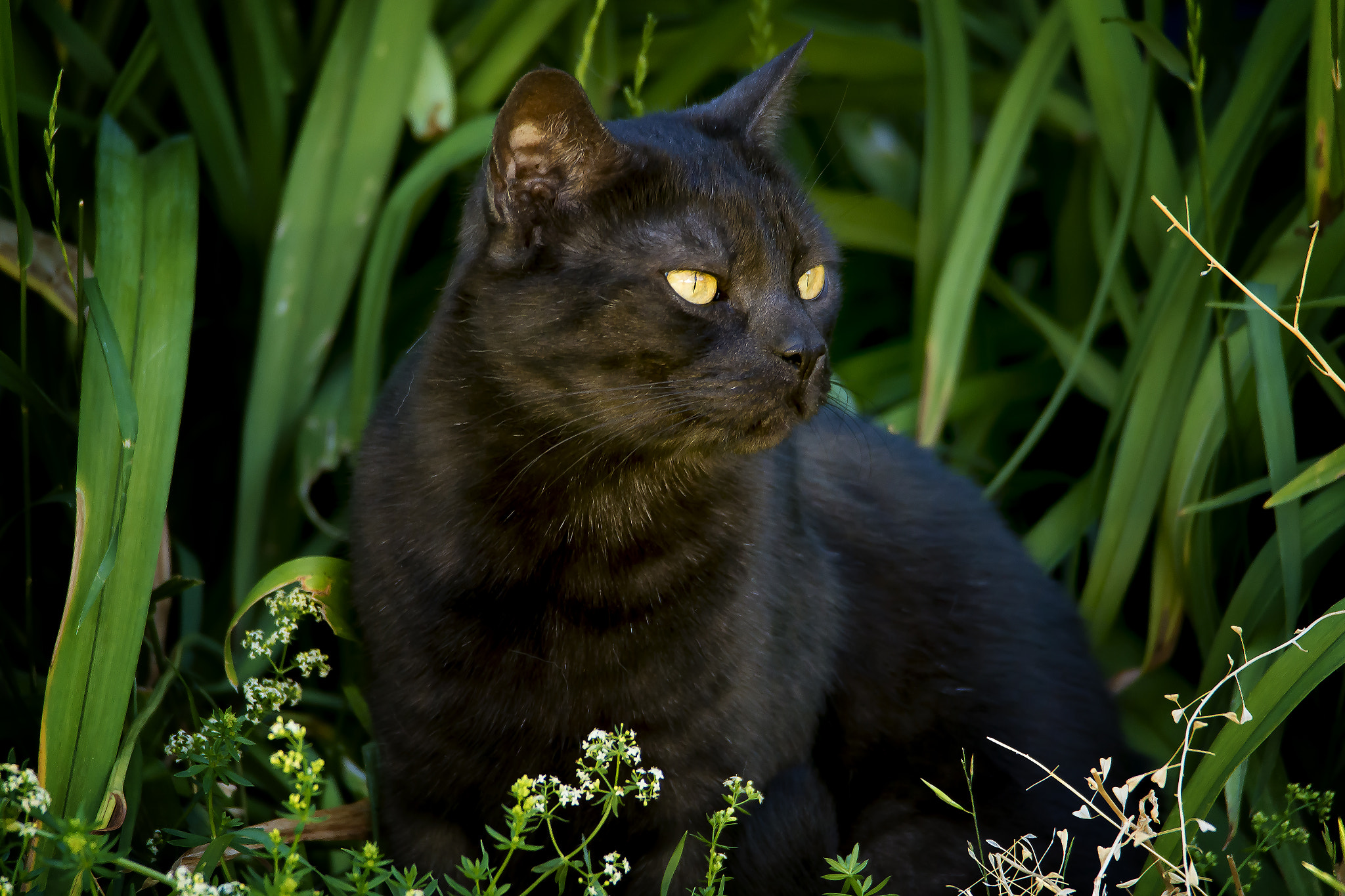 Samsung NX20 sample photo. Hiding in the daylilies photography