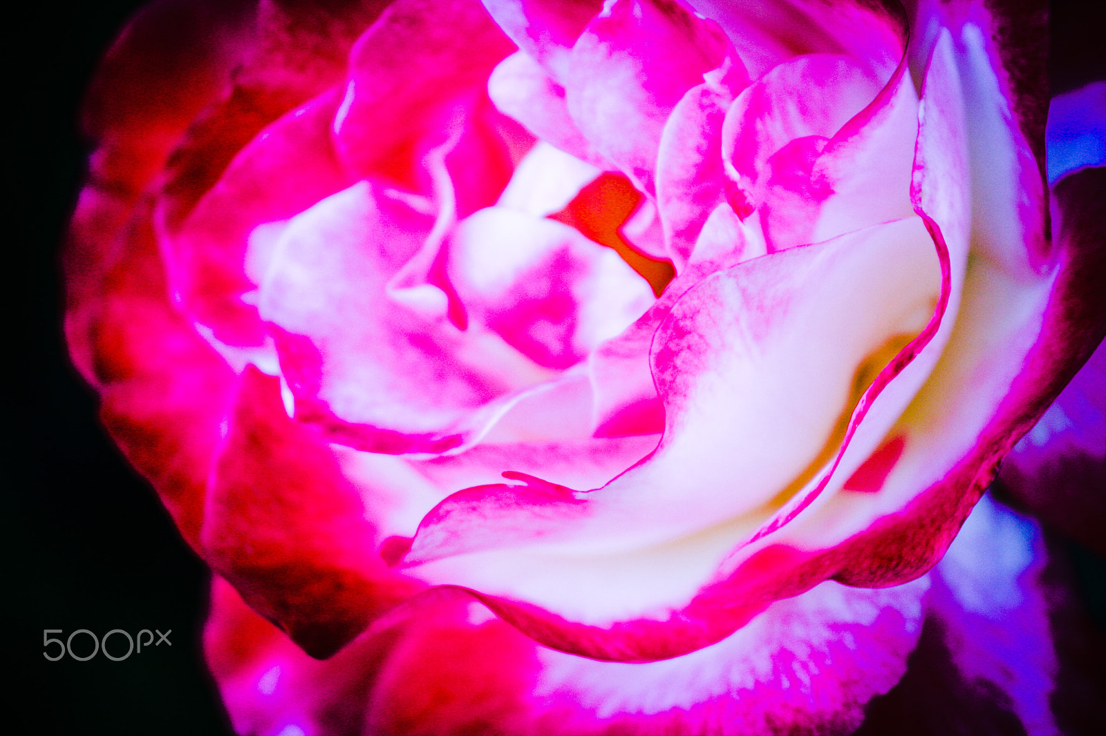Canon EOS 40D sample photo. Rose with pink contrasst photography