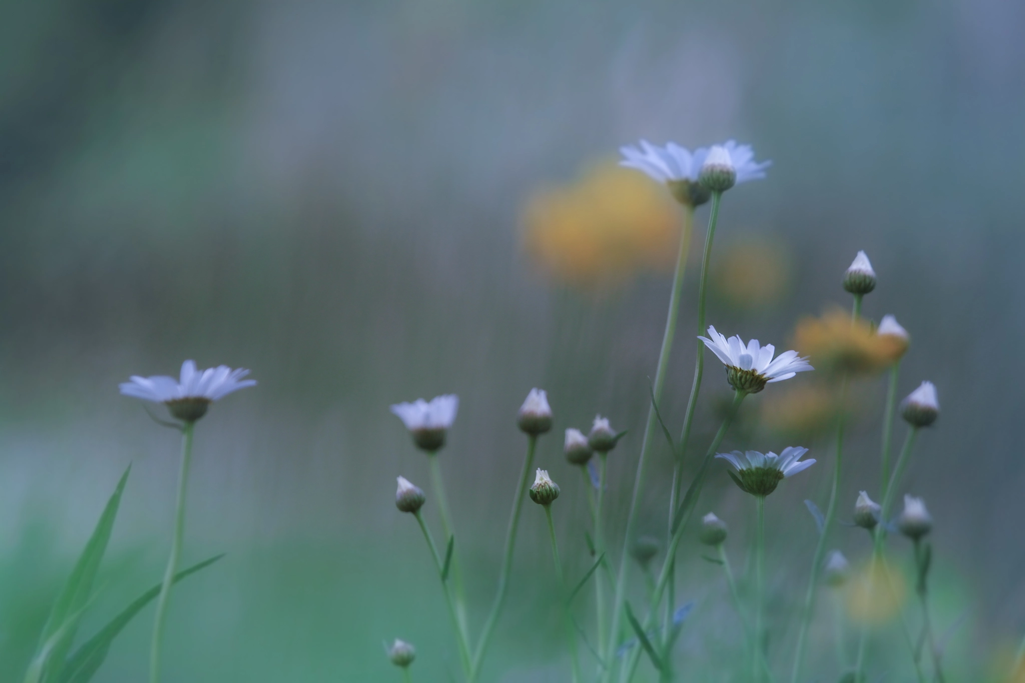 Canon EOS 500D (EOS Rebel T1i / EOS Kiss X3) sample photo. Eeny, meeny, miny, moe.. photography