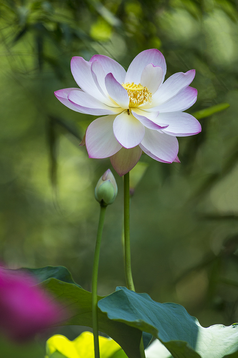 Nikon AF-S Nikkor 200-500mm F5.6E ED VR sample photo. Lotus photography