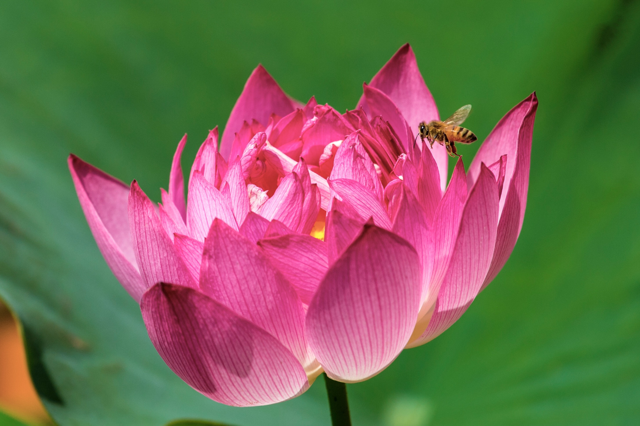 Nikon AF-S Nikkor 200-500mm F5.6E ED VR sample photo. Bee and lotus photography