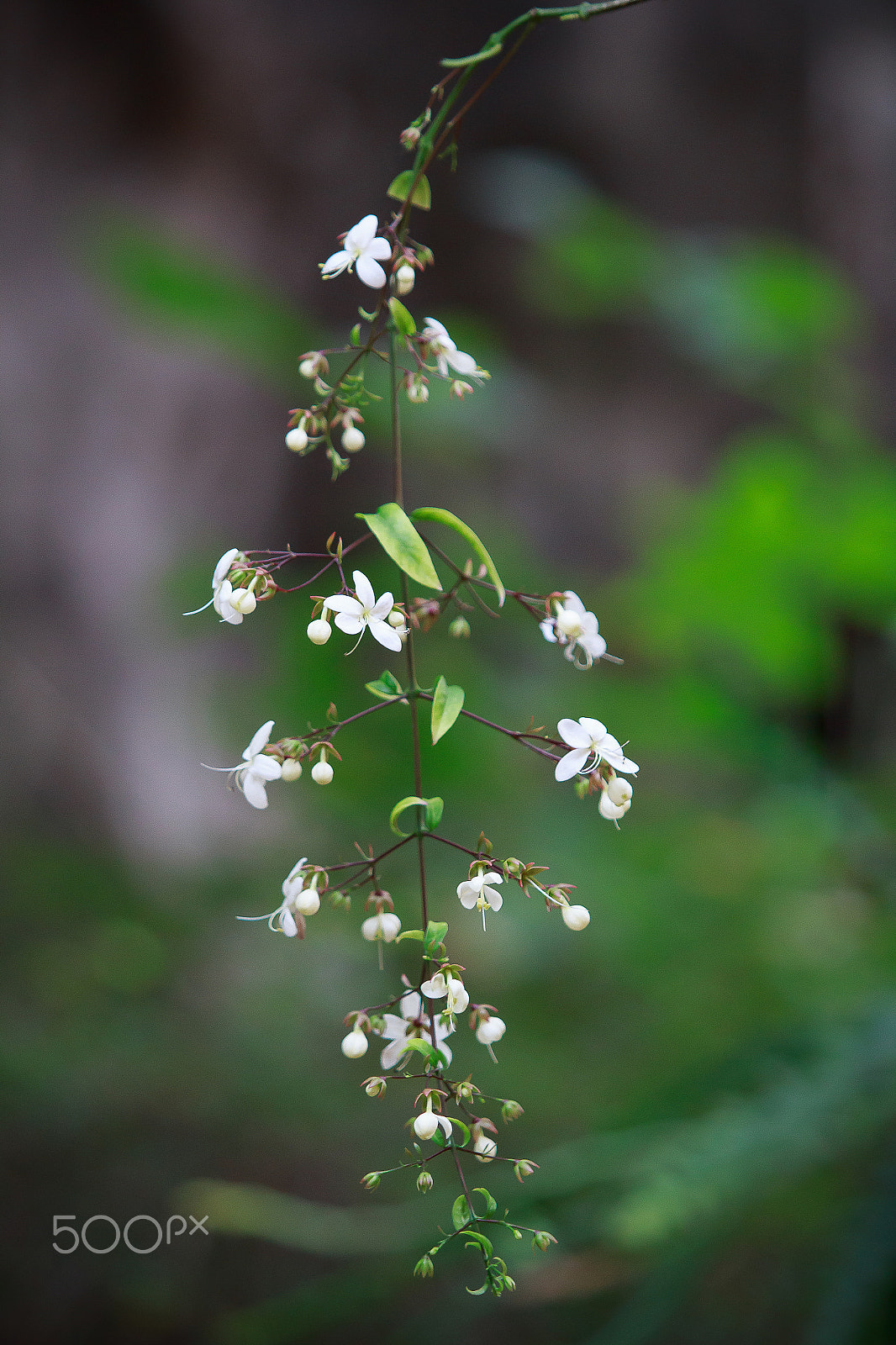 Canon EF 70-200mm F2.8L USM sample photo. Flower photography