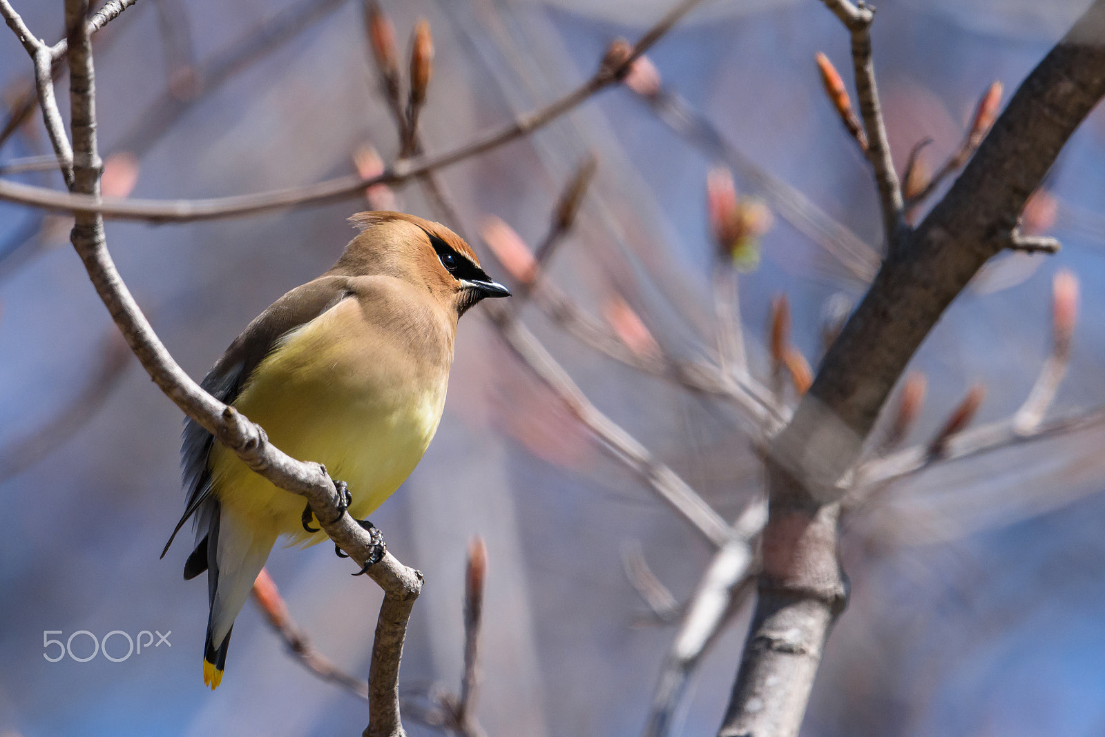 Nikon D810 + Nikon AF-S Nikkor 500mm F4E FL ED VR sample photo. Cedar waxwing photography