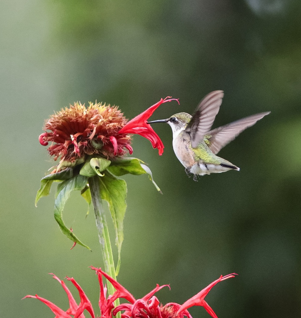 Canon EF 300mm F4L IS USM sample photo