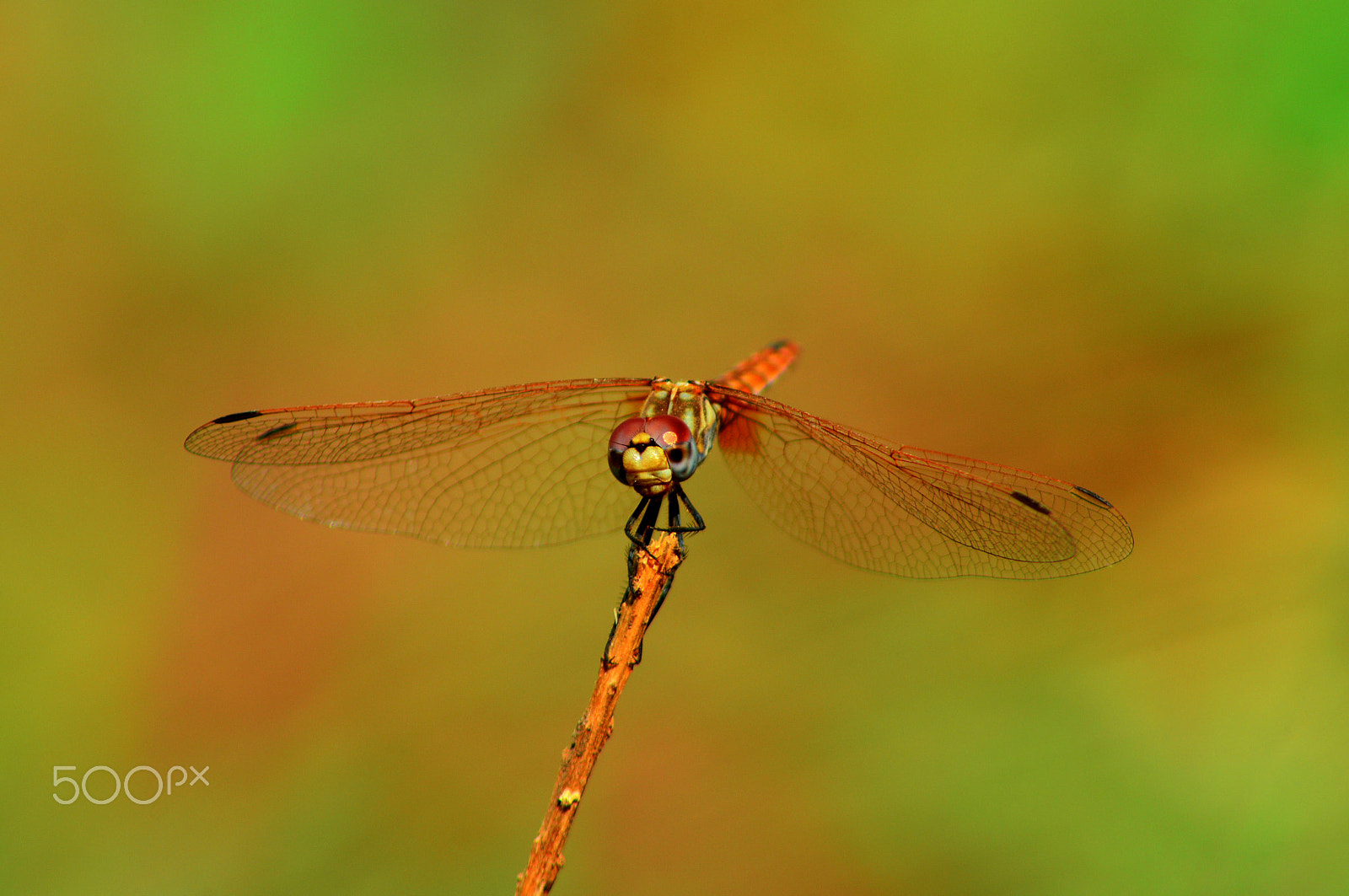 Nikon AF Nikkor 70-300mm F4-5.6G sample photo. Dragonfly photography
