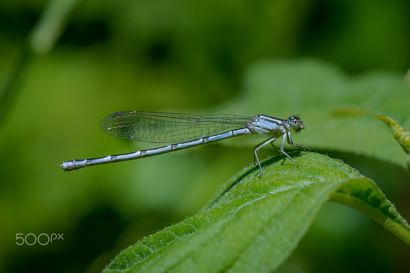 Sony a99 II + Sony 100mm F2.8 Macro sample photo. Blue-fronted dancer photography
