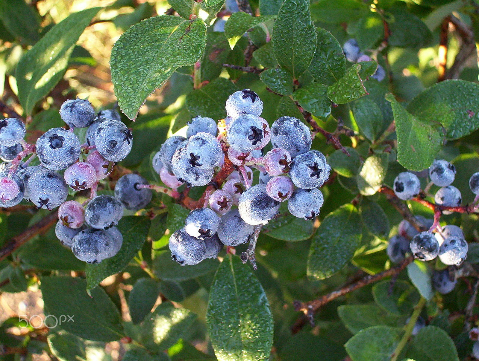 Kodak EASYSHARE CX6230 ZOOM DIGITAL CAMERA sample photo. Down on the farm --- volovlek farm that is. photography