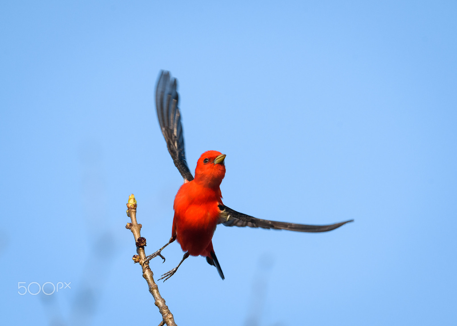 Nikon AF-S Nikkor 500mm F4E FL ED VR sample photo. Scarlet tanager flies off photography
